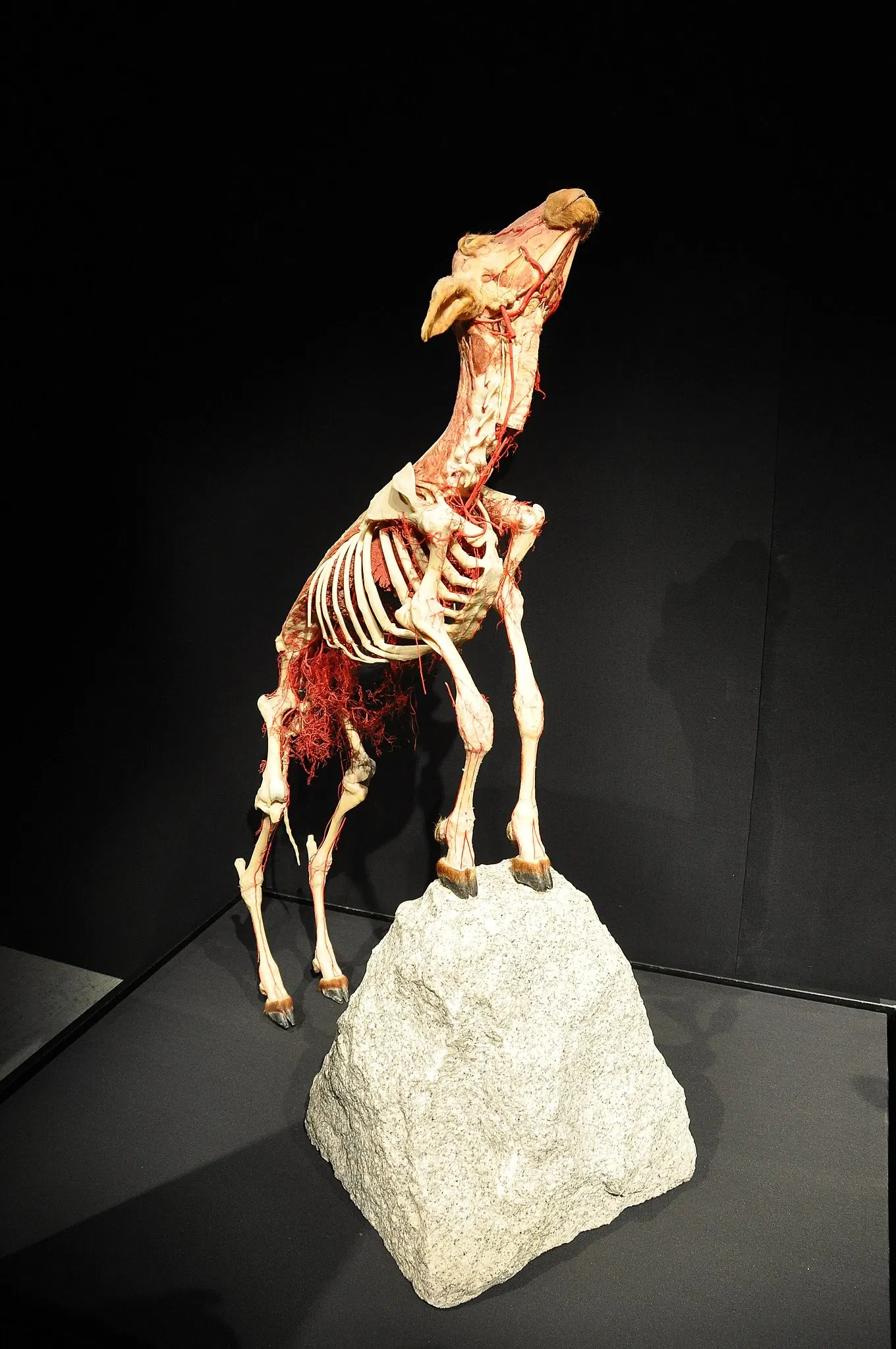 Canadian Museum of Nature