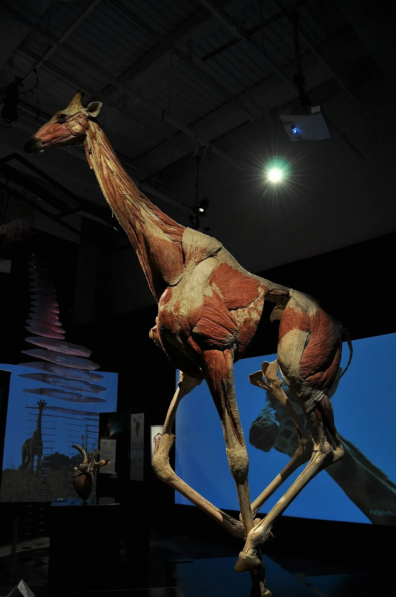 Canadian Museum of Nature