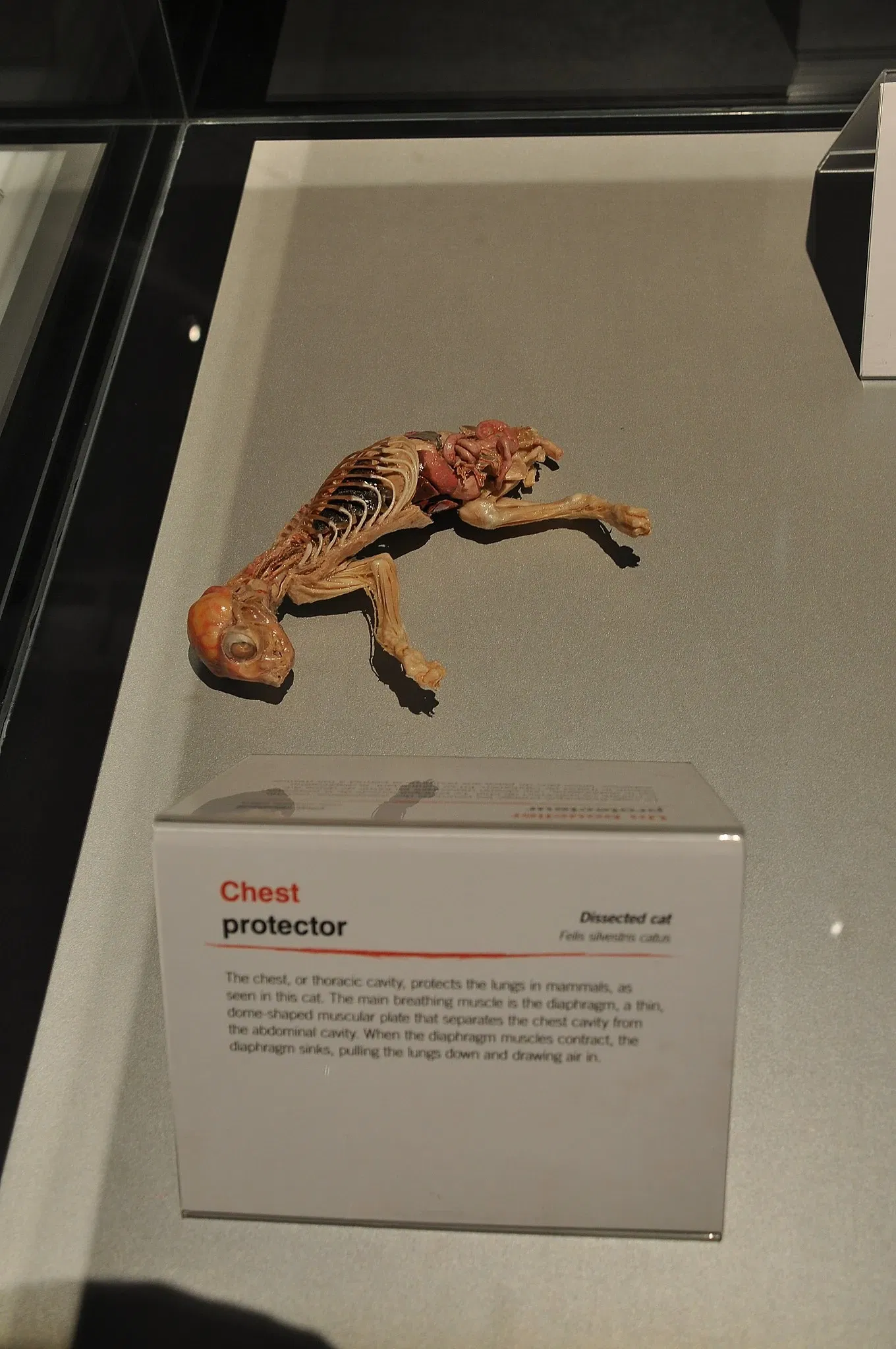 Canadian Museum of Nature