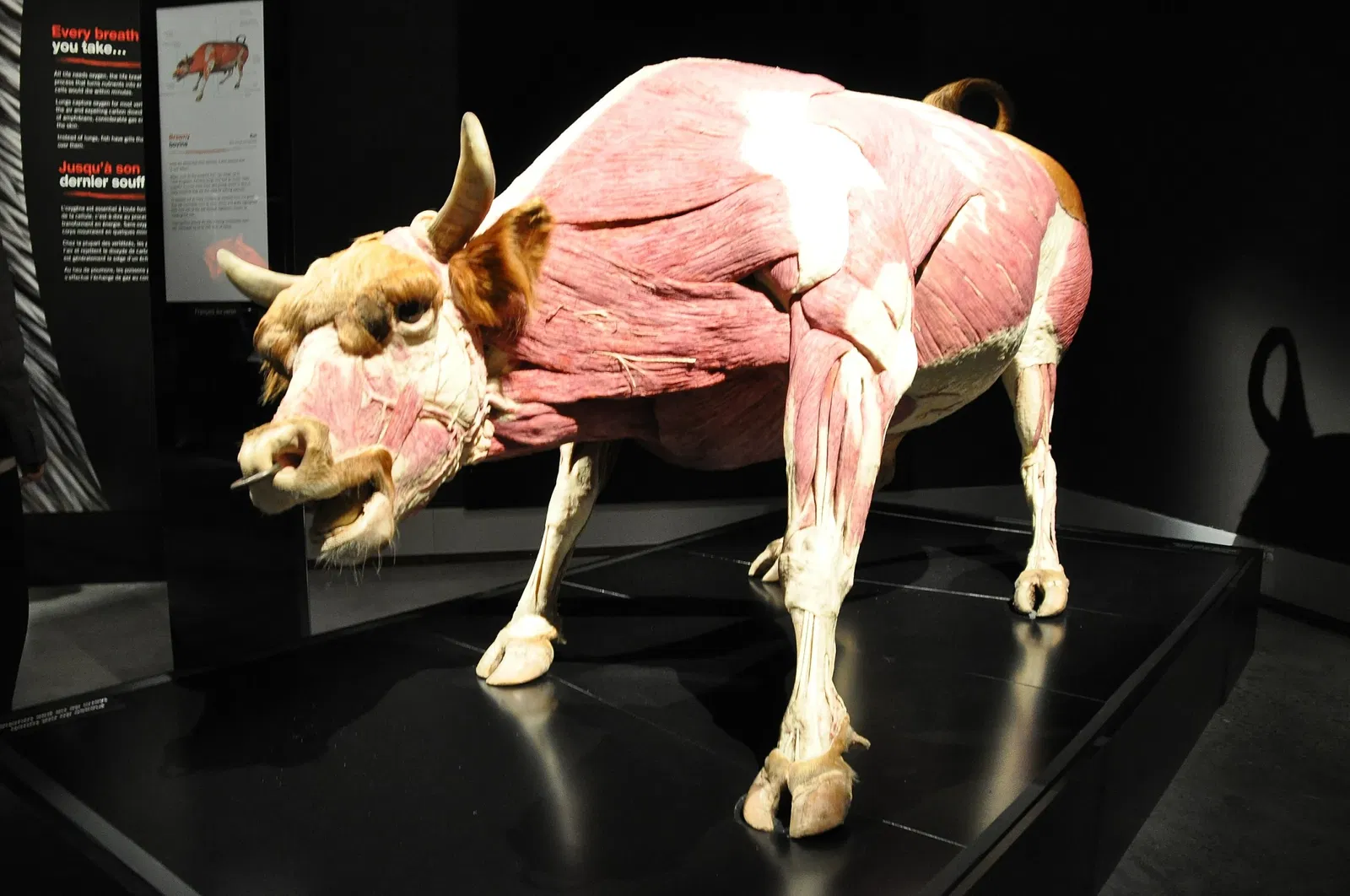 Canadian Museum of Nature