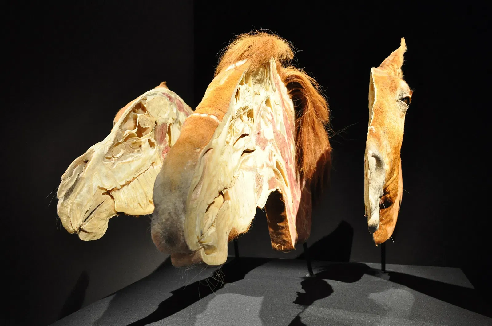 Canadian Museum of Nature