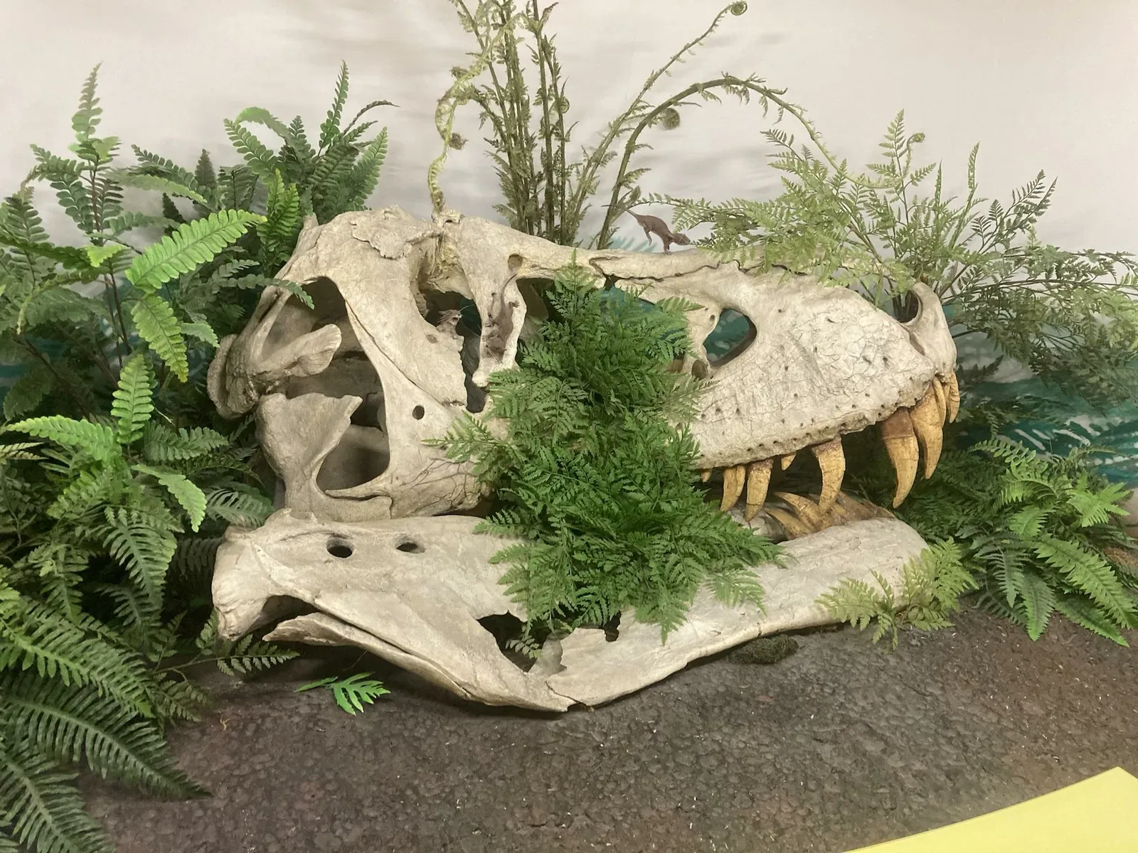 Canadian Museum of Nature