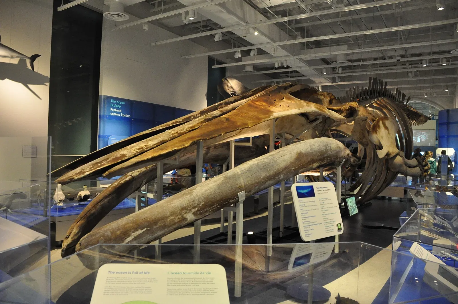 Canadian Museum of Nature