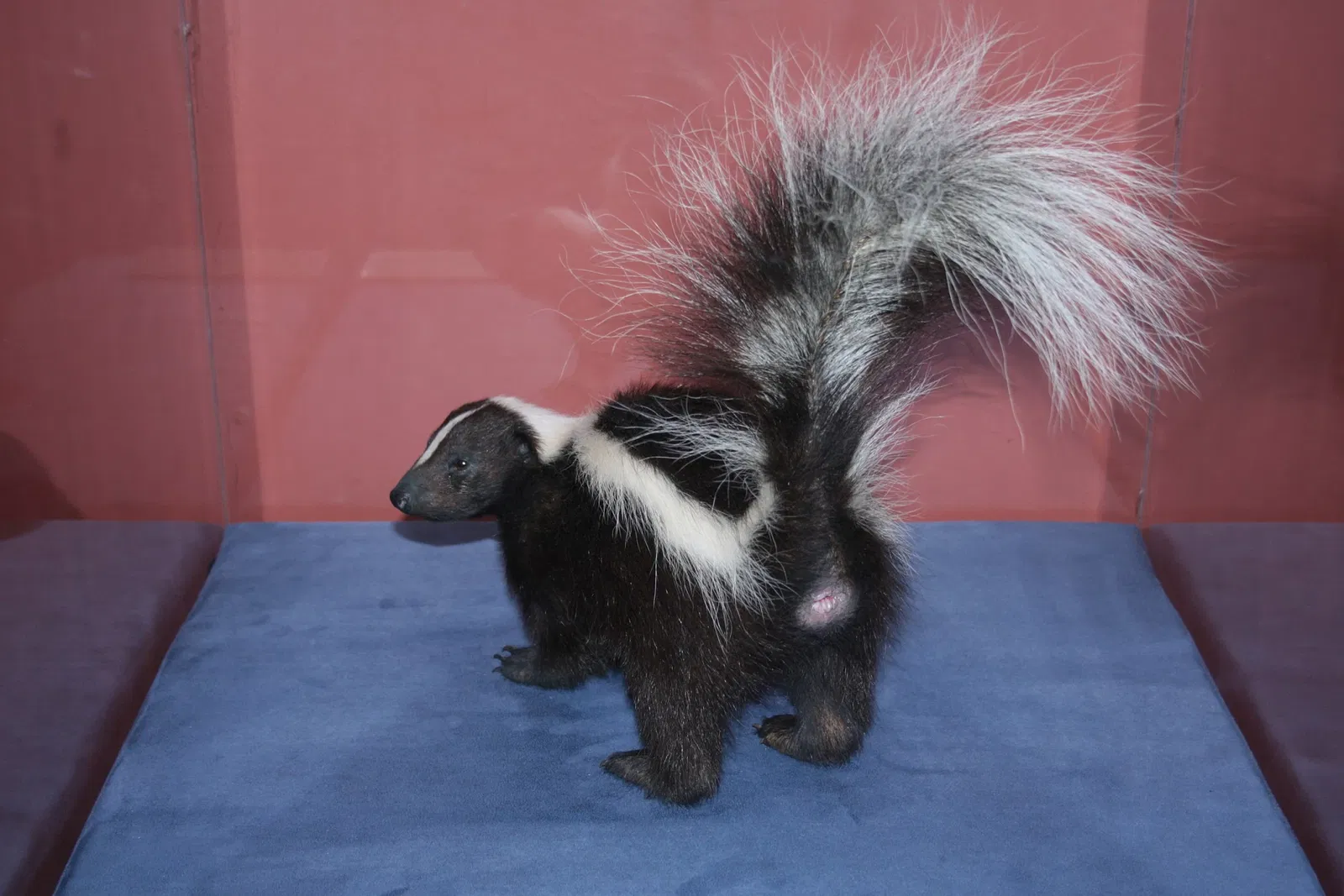 Canadian Museum of Nature