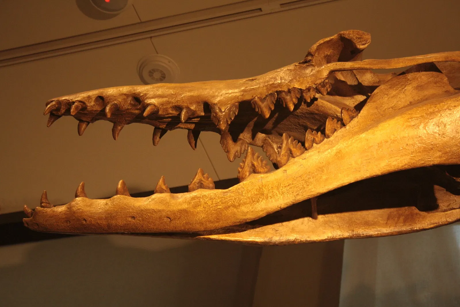 Canadian Museum of Nature