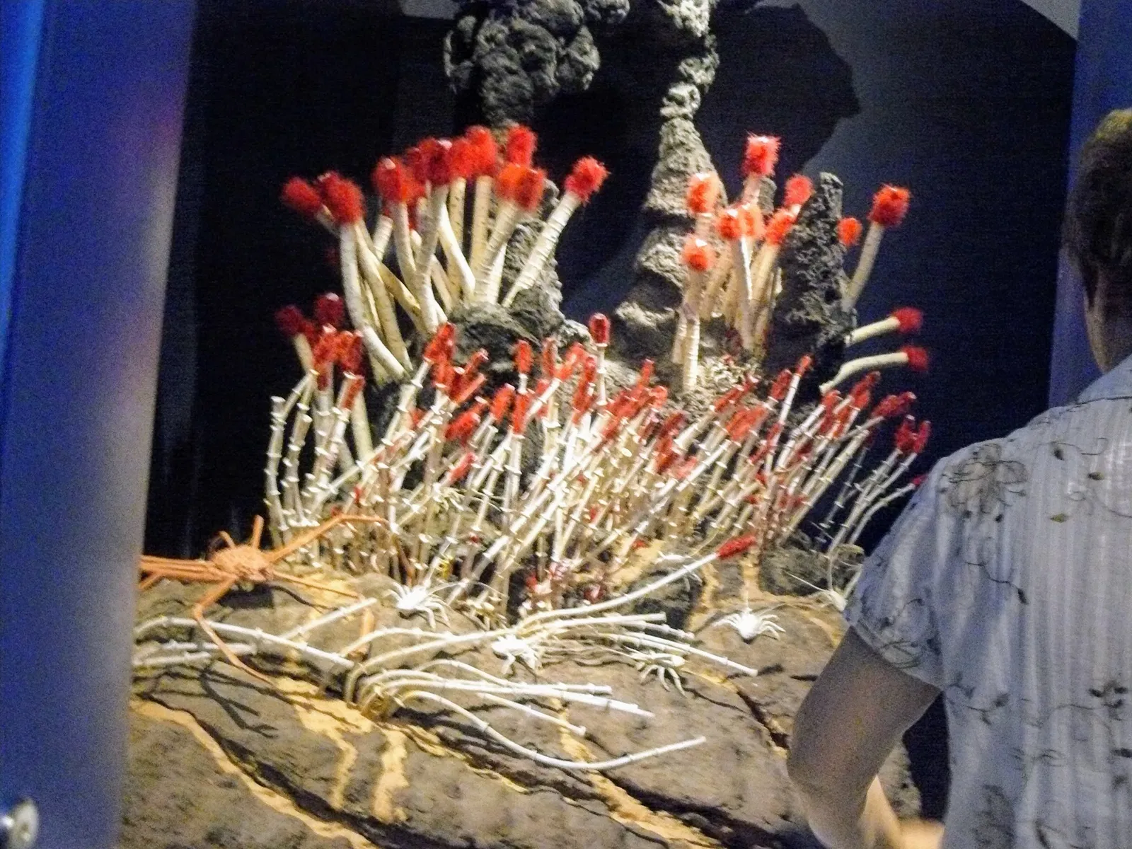 Canadian Museum of Nature