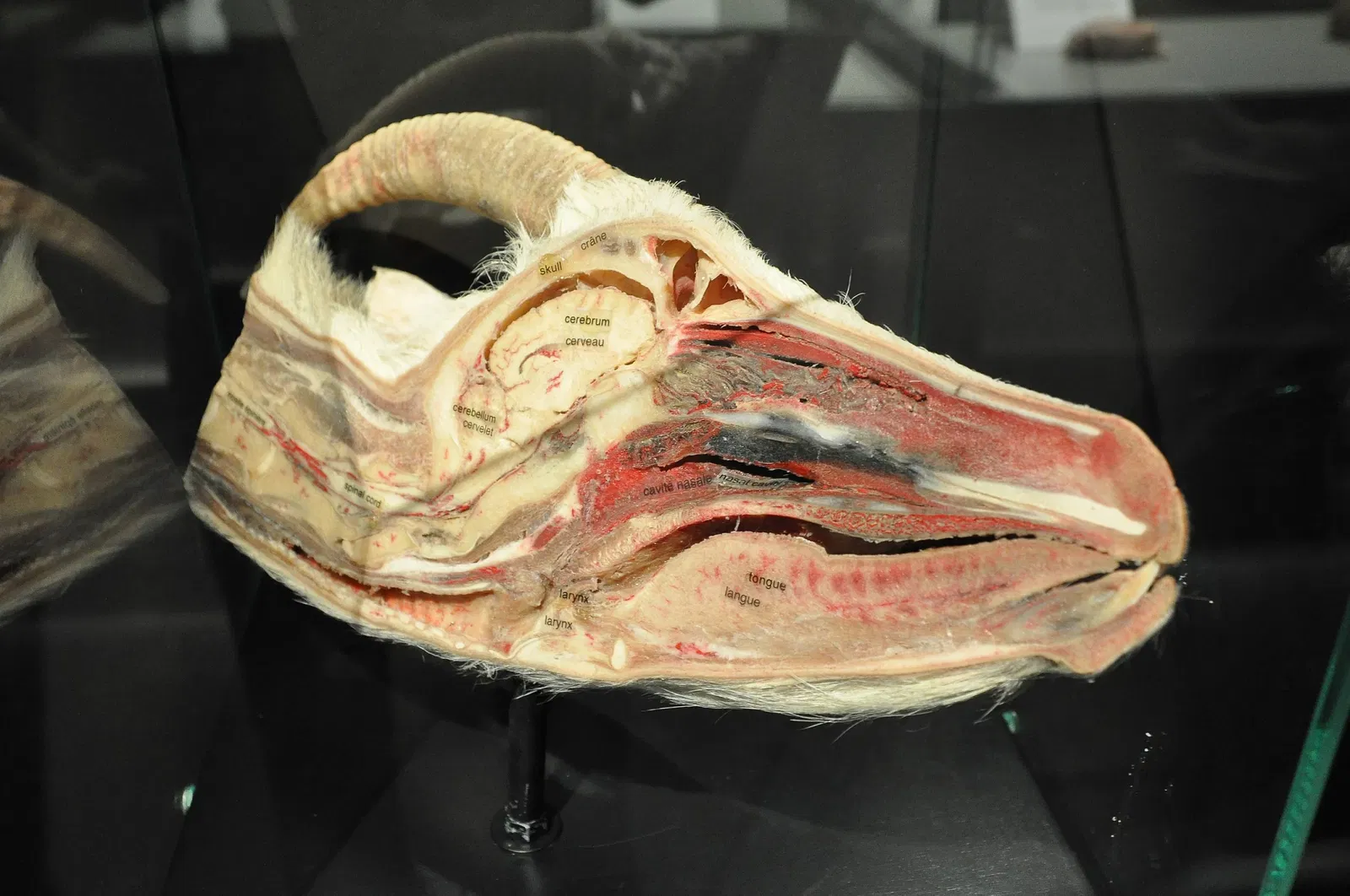 Canadian Museum of Nature