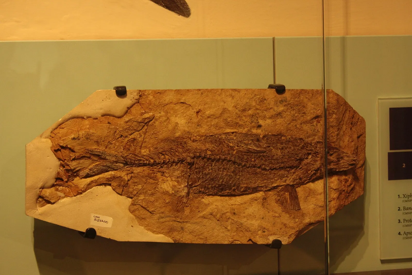 Canadian Museum of Nature