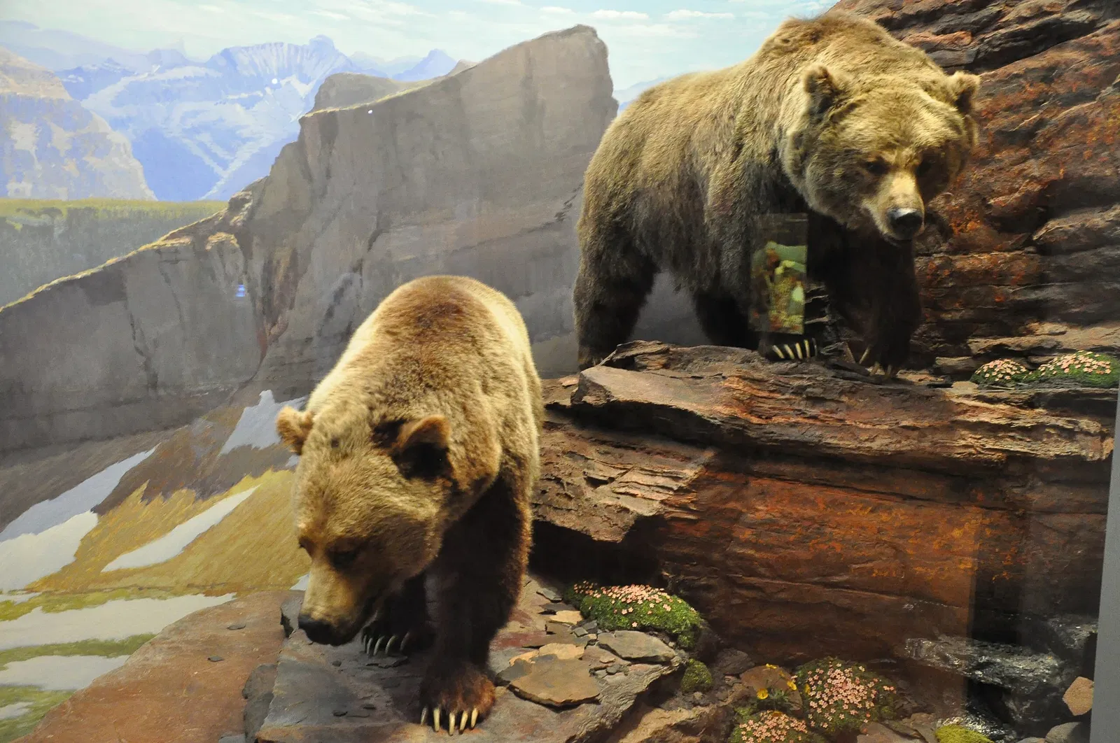 Canadian Museum of Nature