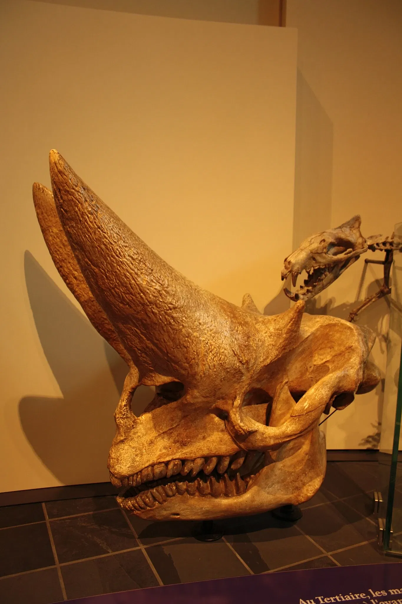 Canadian Museum of Nature