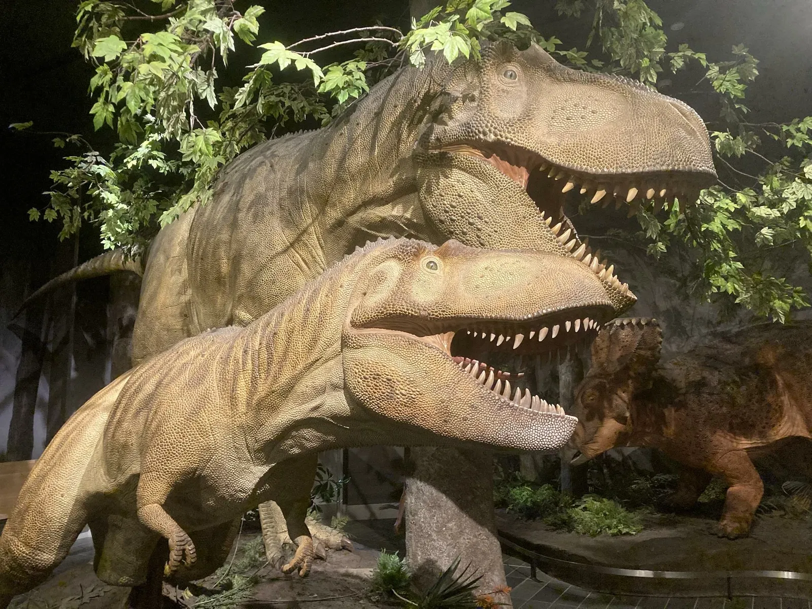 Canadian Museum of Nature