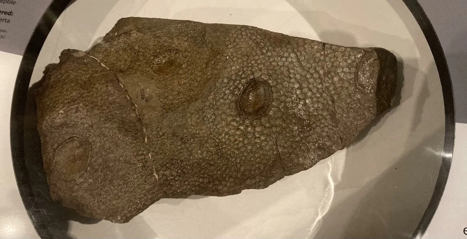 Canadian Museum of Nature