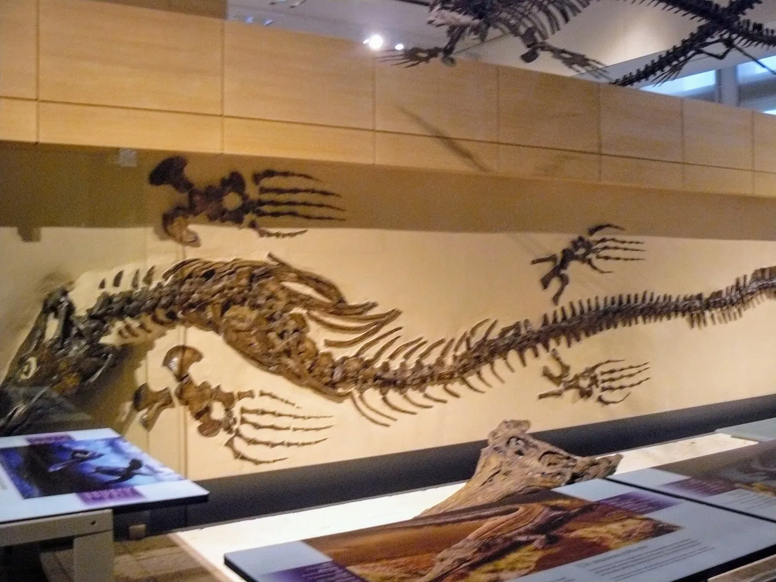 Canadian Museum of Nature