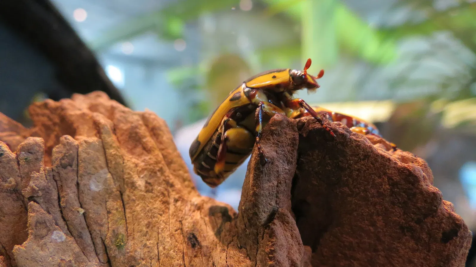 Canadian Museum of Nature
