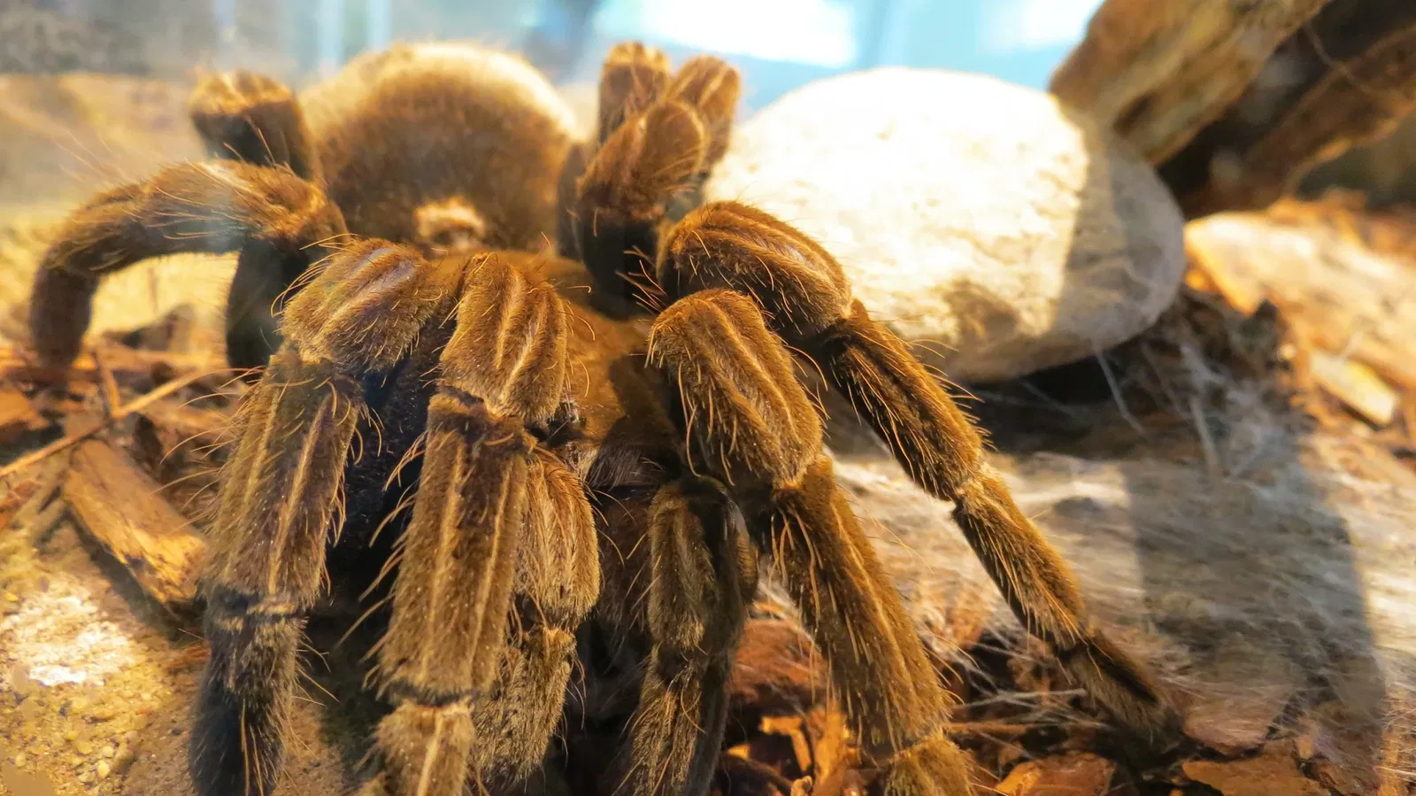 Canadian Museum of Nature
