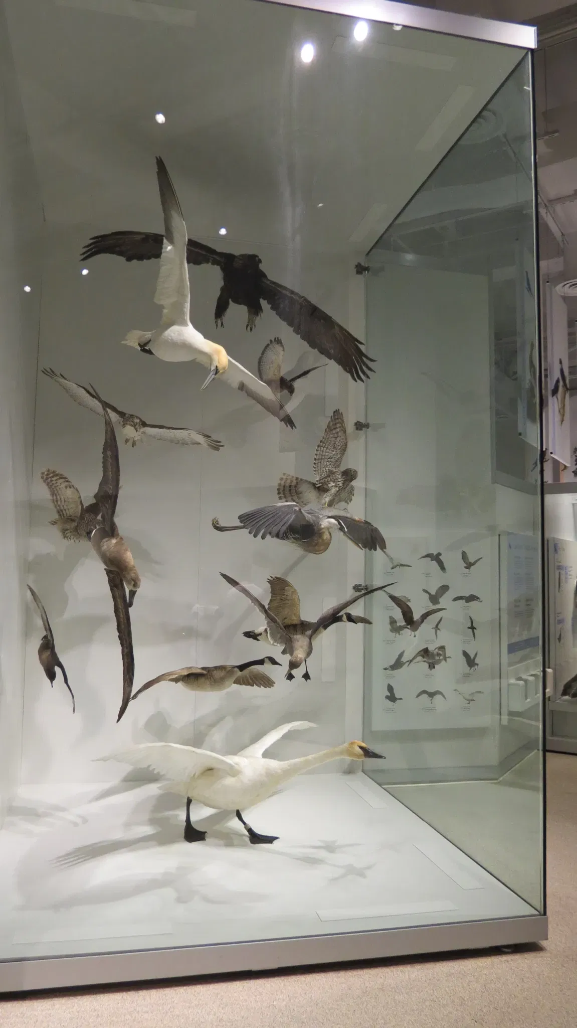 Canadian Museum of Nature