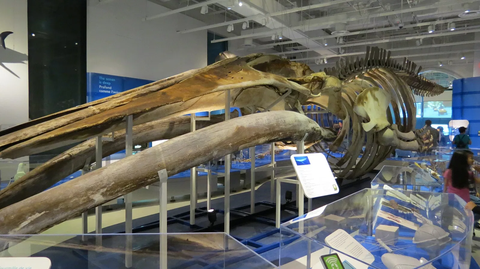 Canadian Museum of Nature