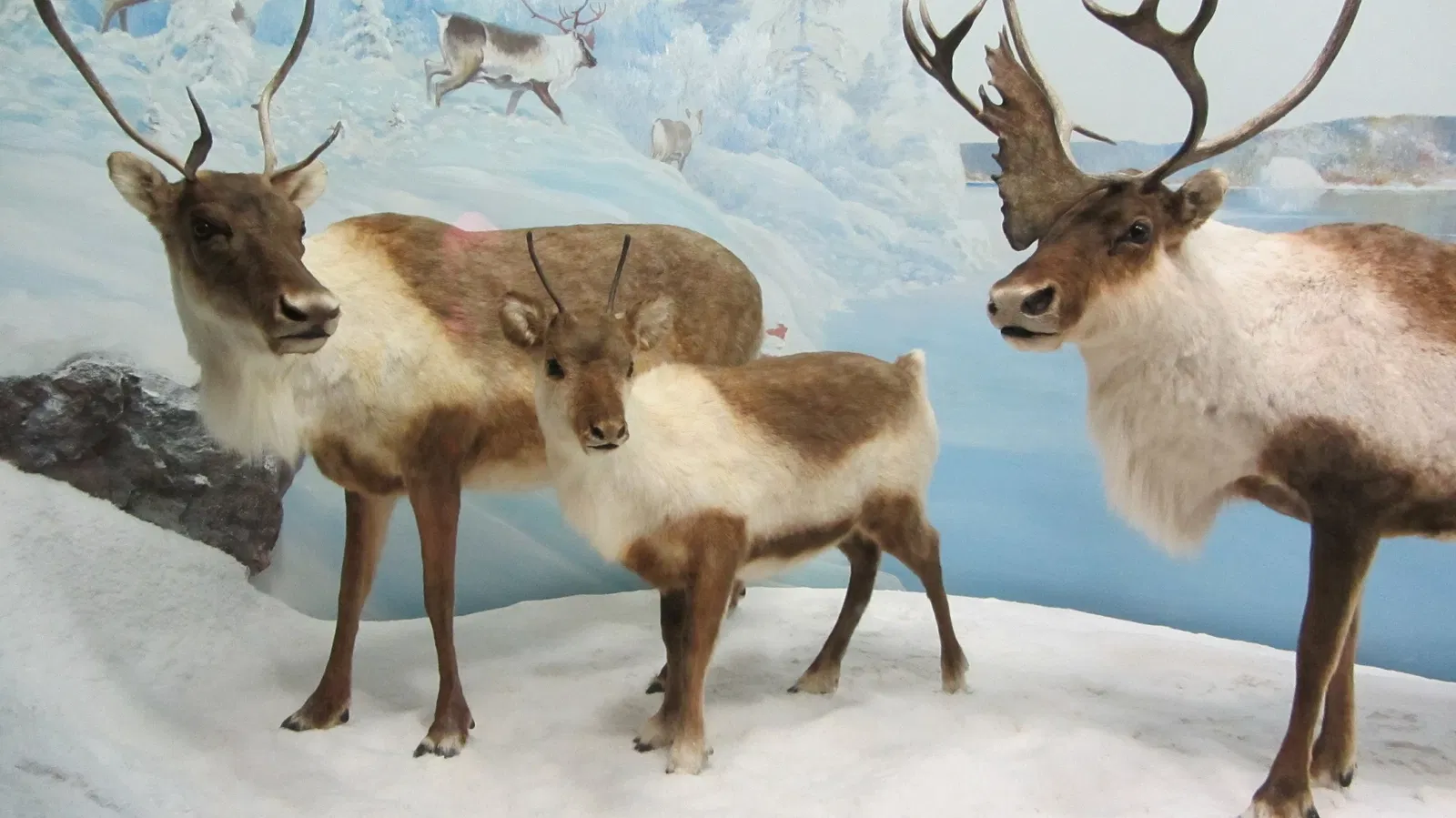 Canadian Museum of Nature