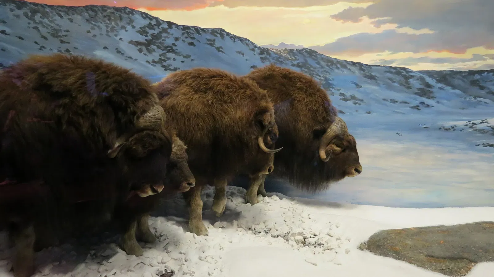 Canadian Museum of Nature