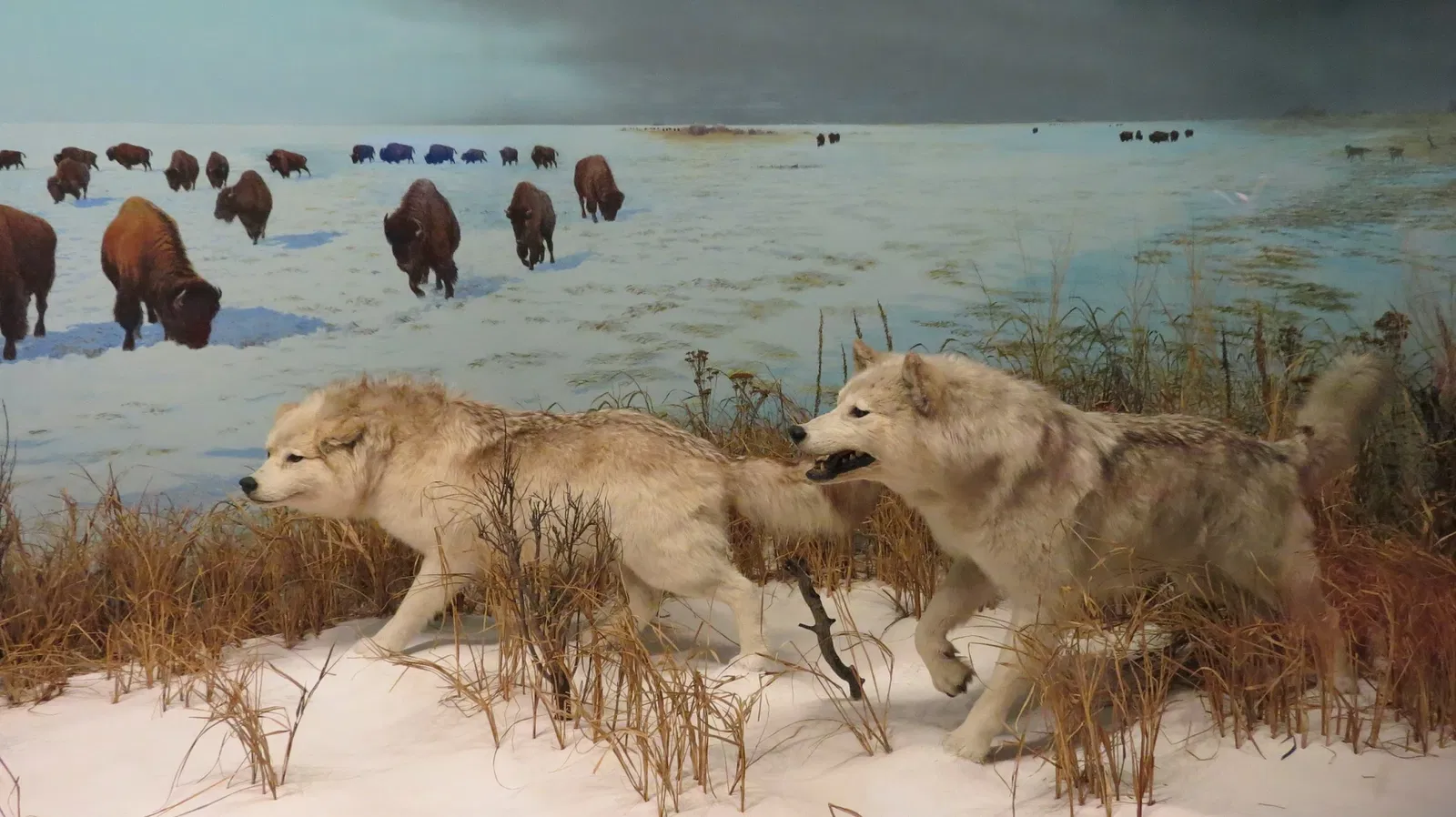 Canadian Museum of Nature