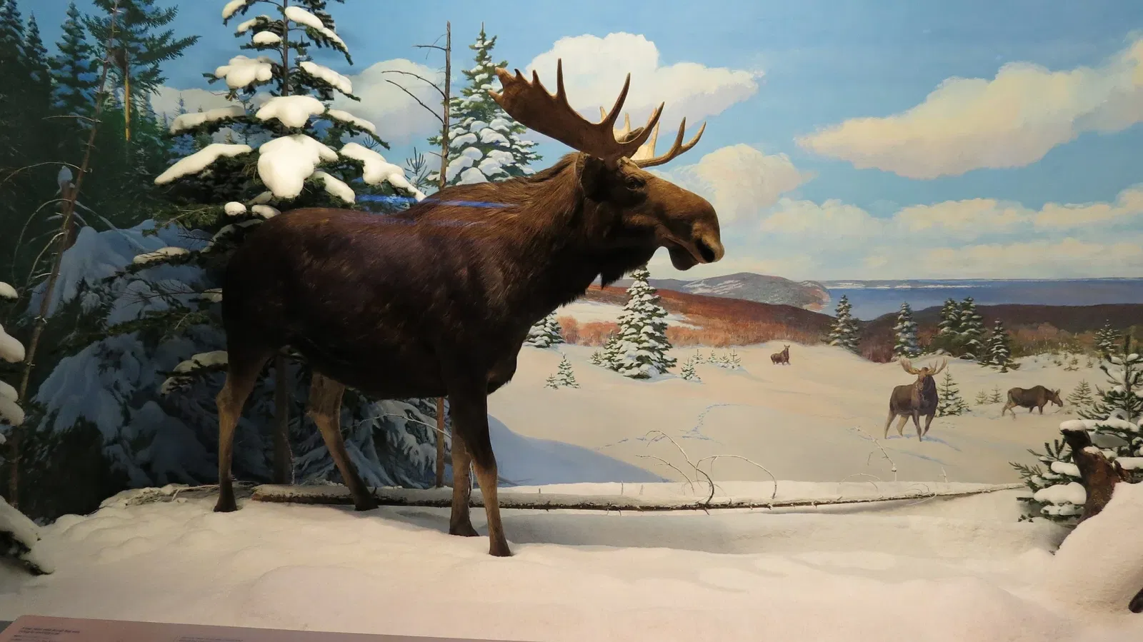 Canadian Museum of Nature