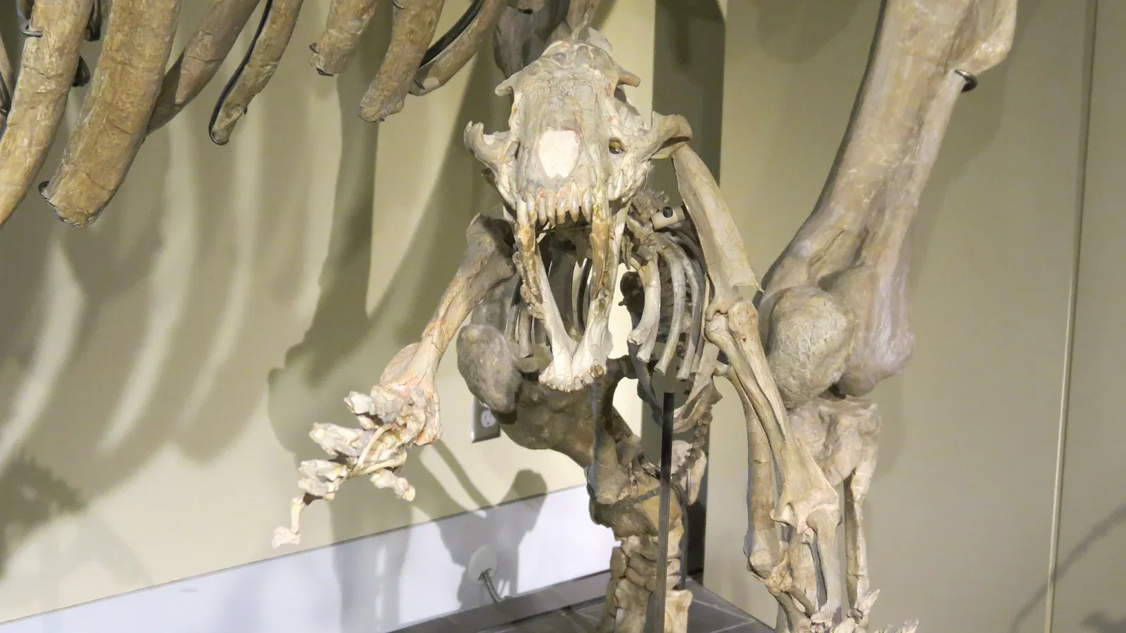 Canadian Museum of Nature