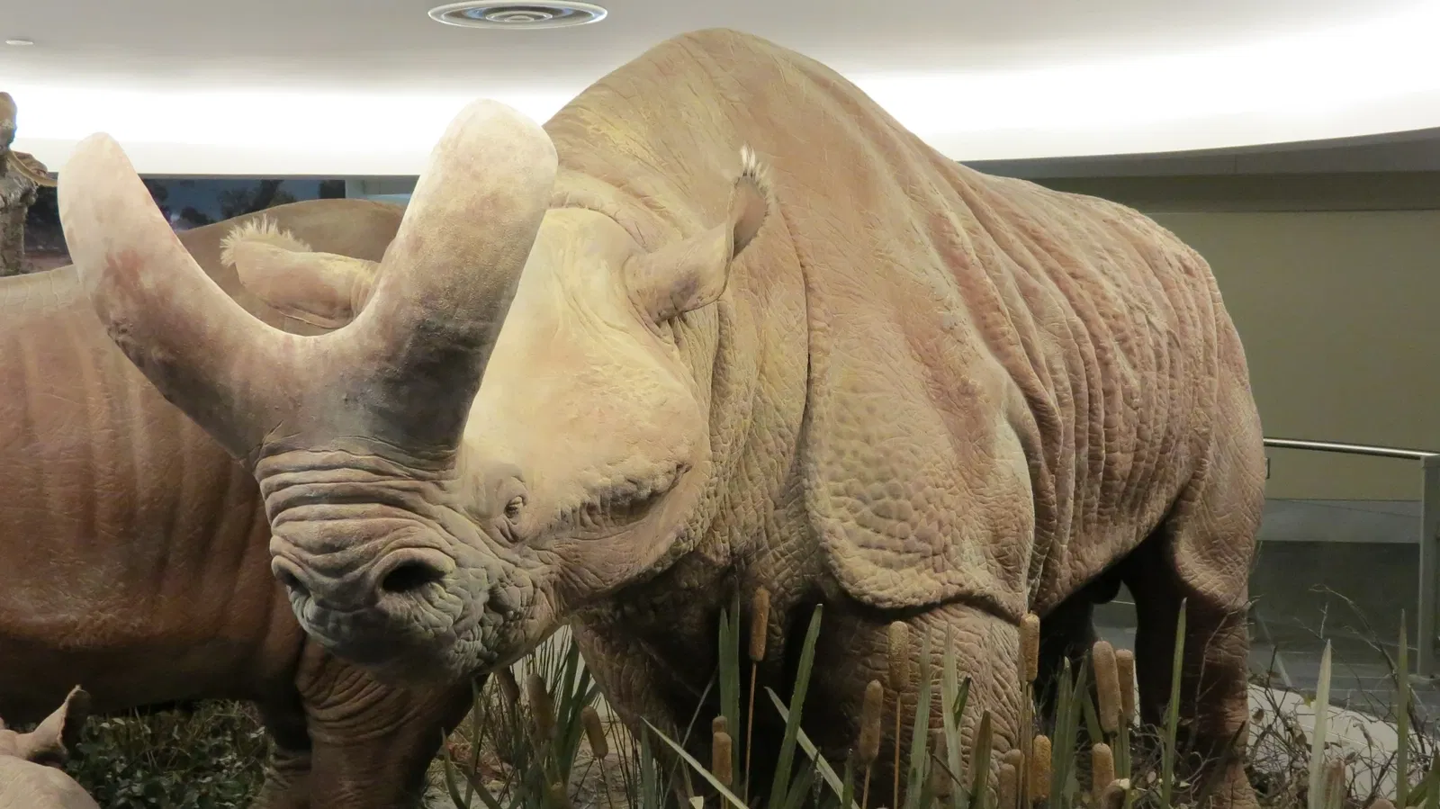 Canadian Museum of Nature