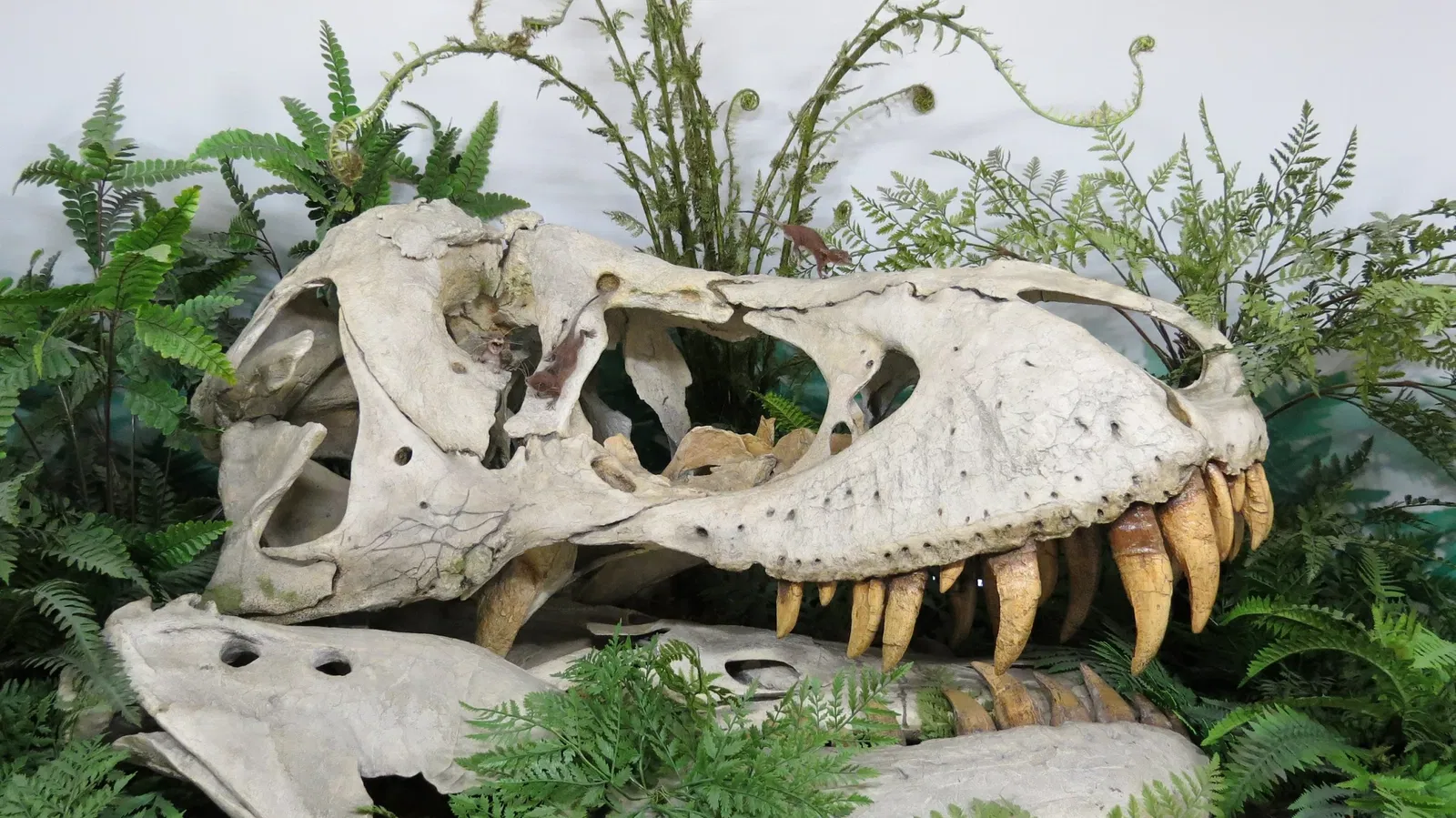 Canadian Museum of Nature