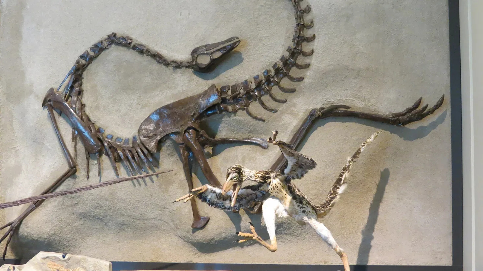 Canadian Museum of Nature