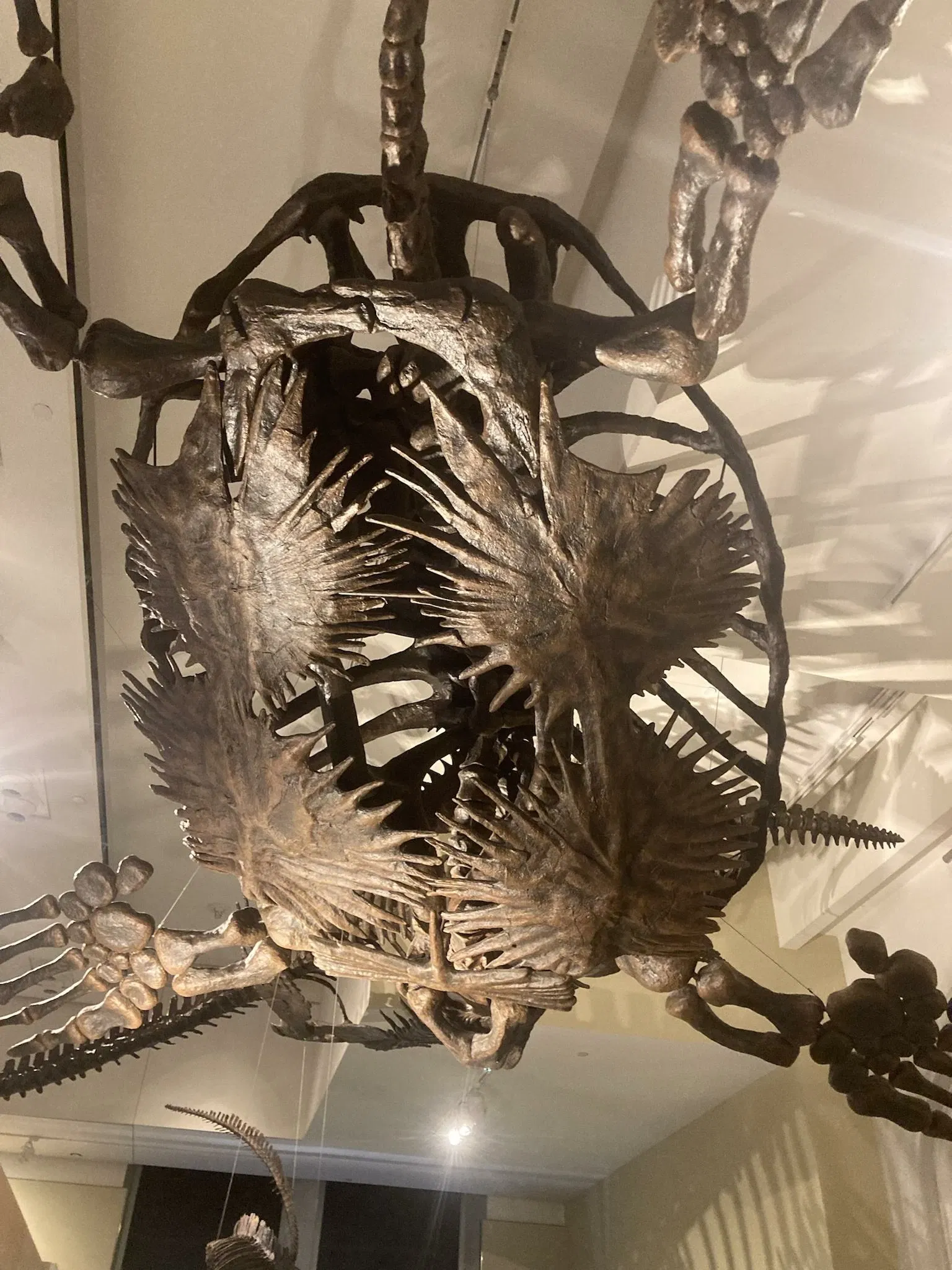 Canadian Museum of Nature