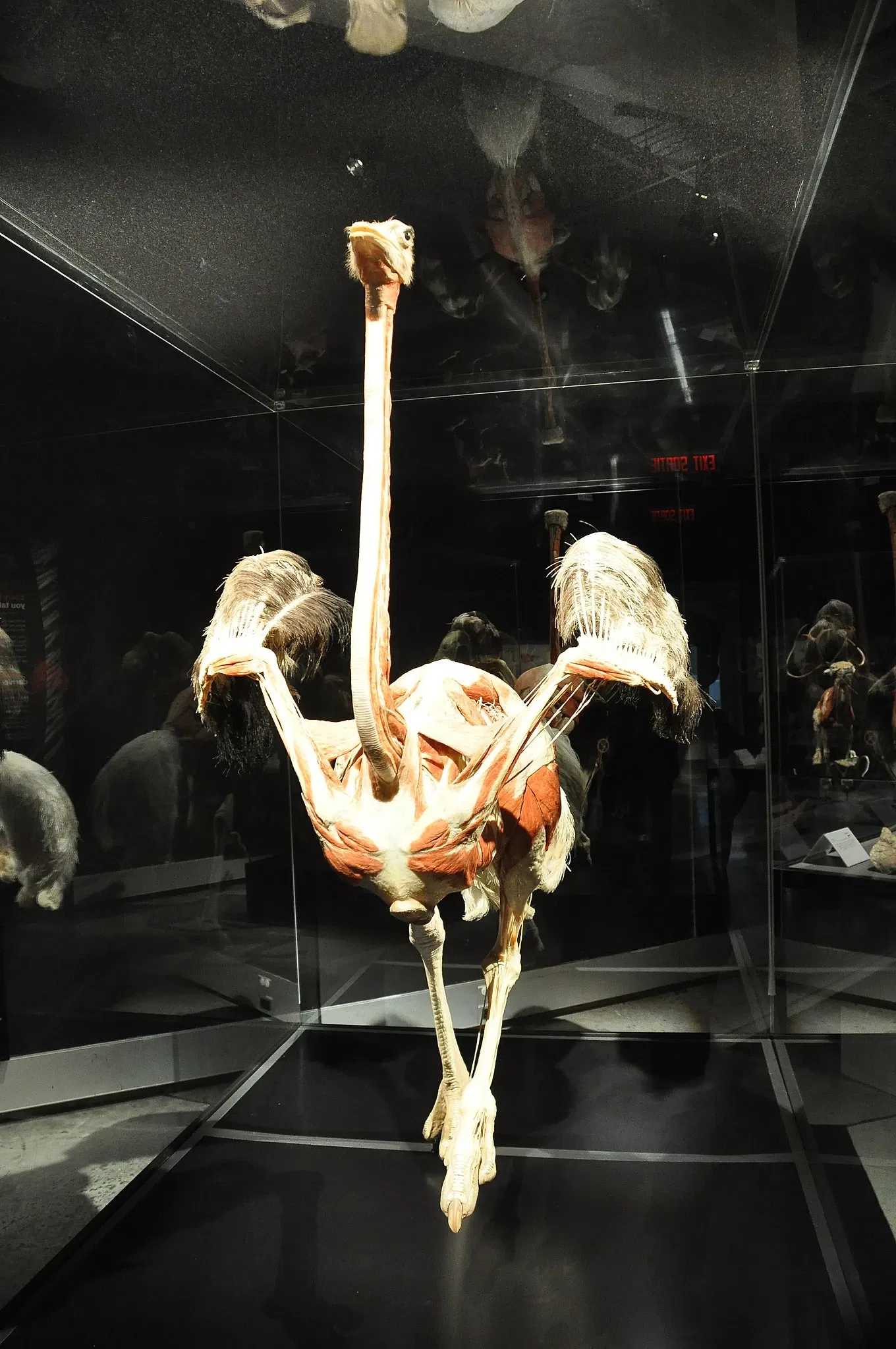 Canadian Museum of Nature