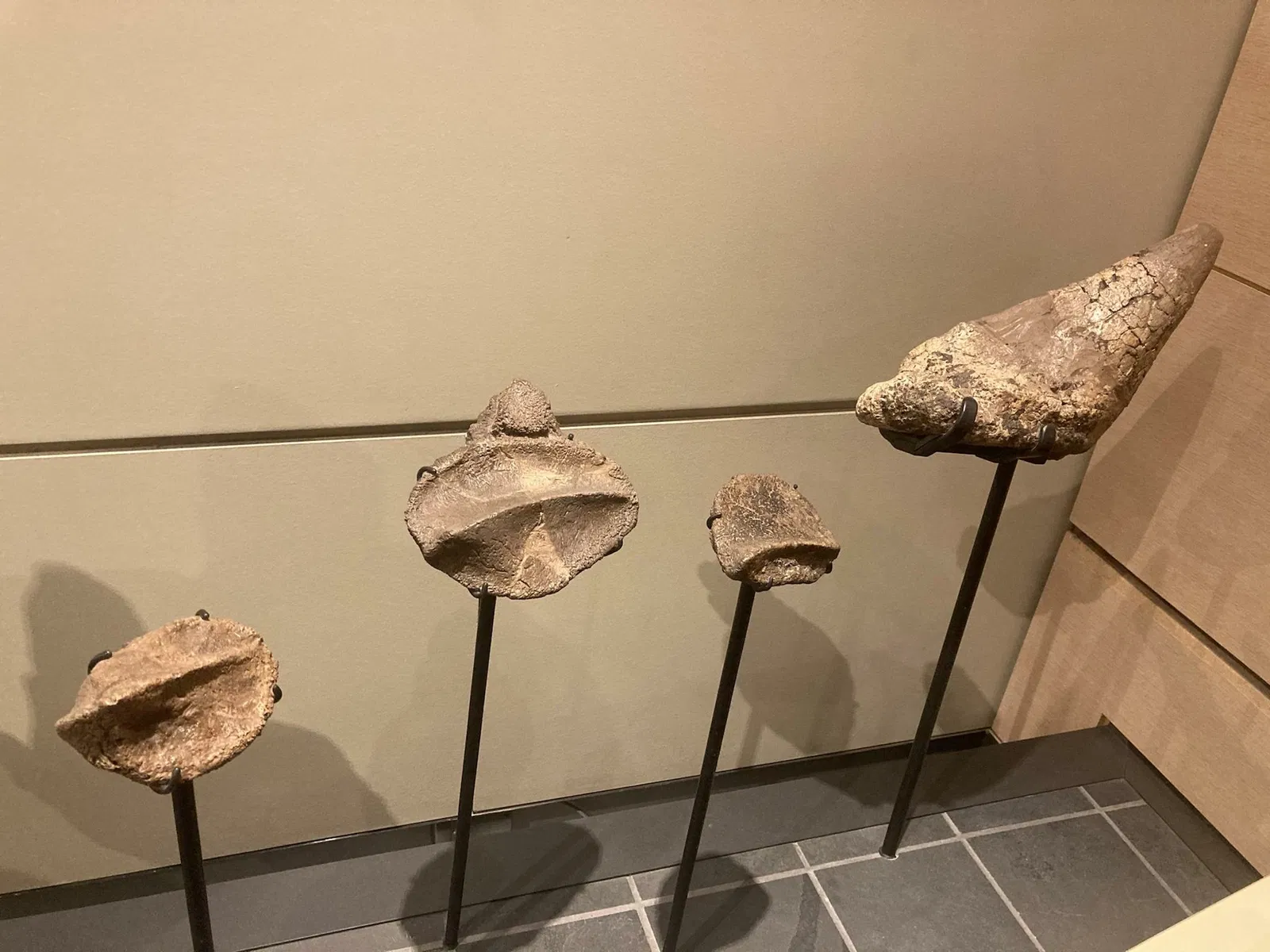 Canadian Museum of Nature