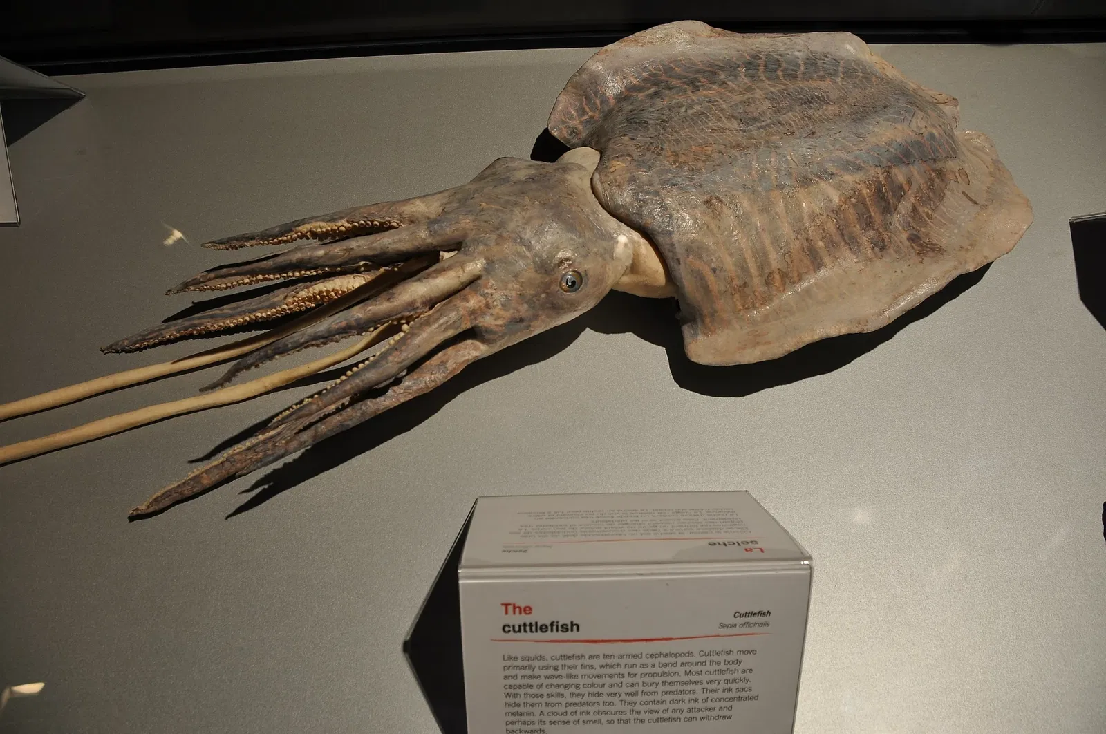 Canadian Museum of Nature