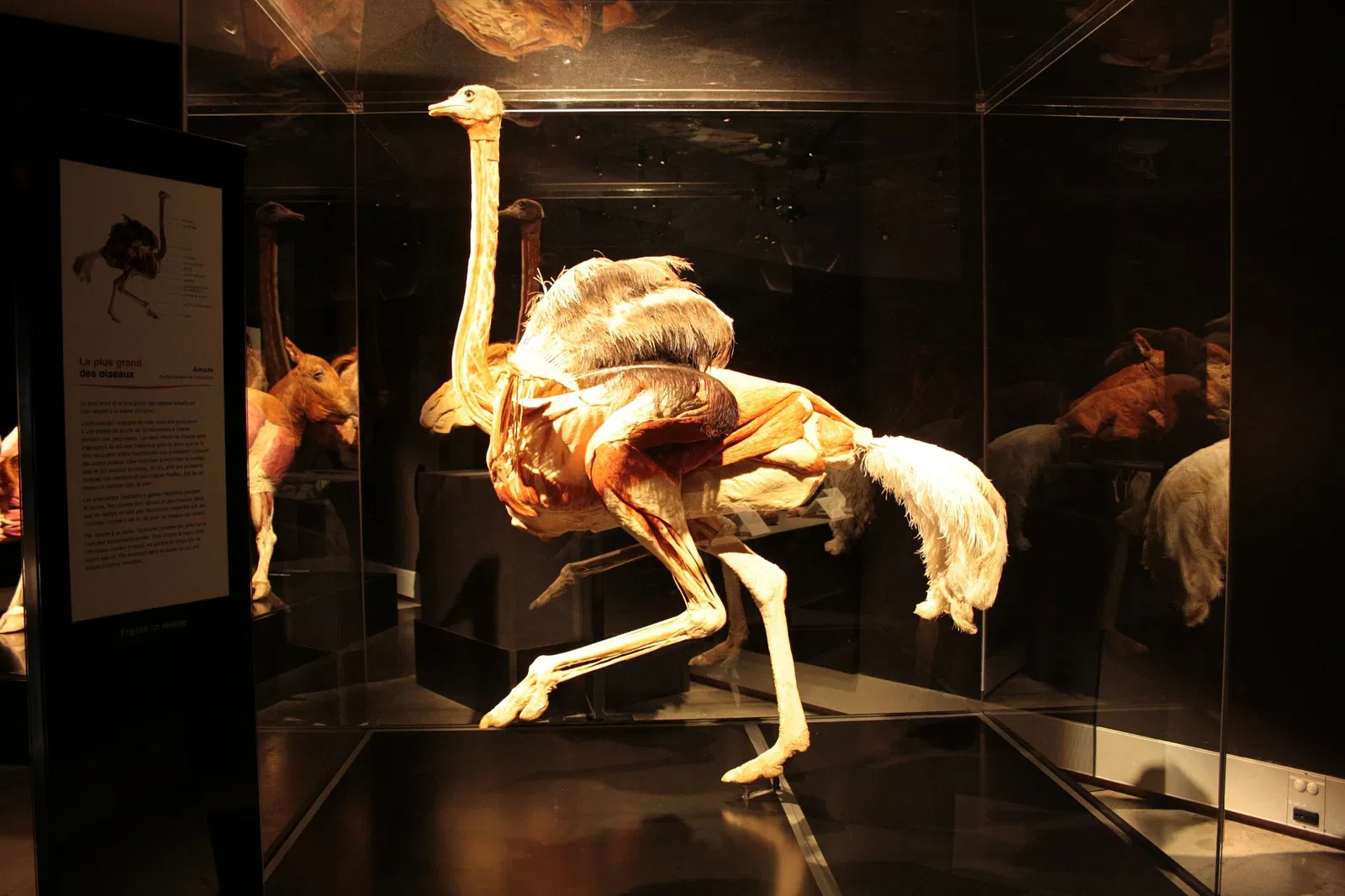 Canadian Museum of Nature