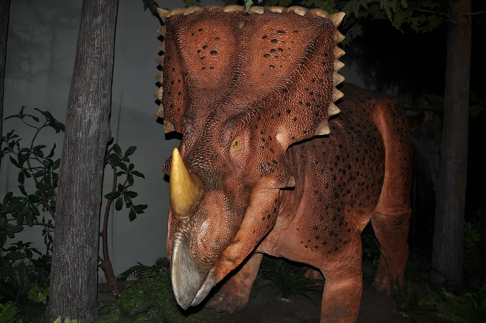 Canadian Museum of Nature