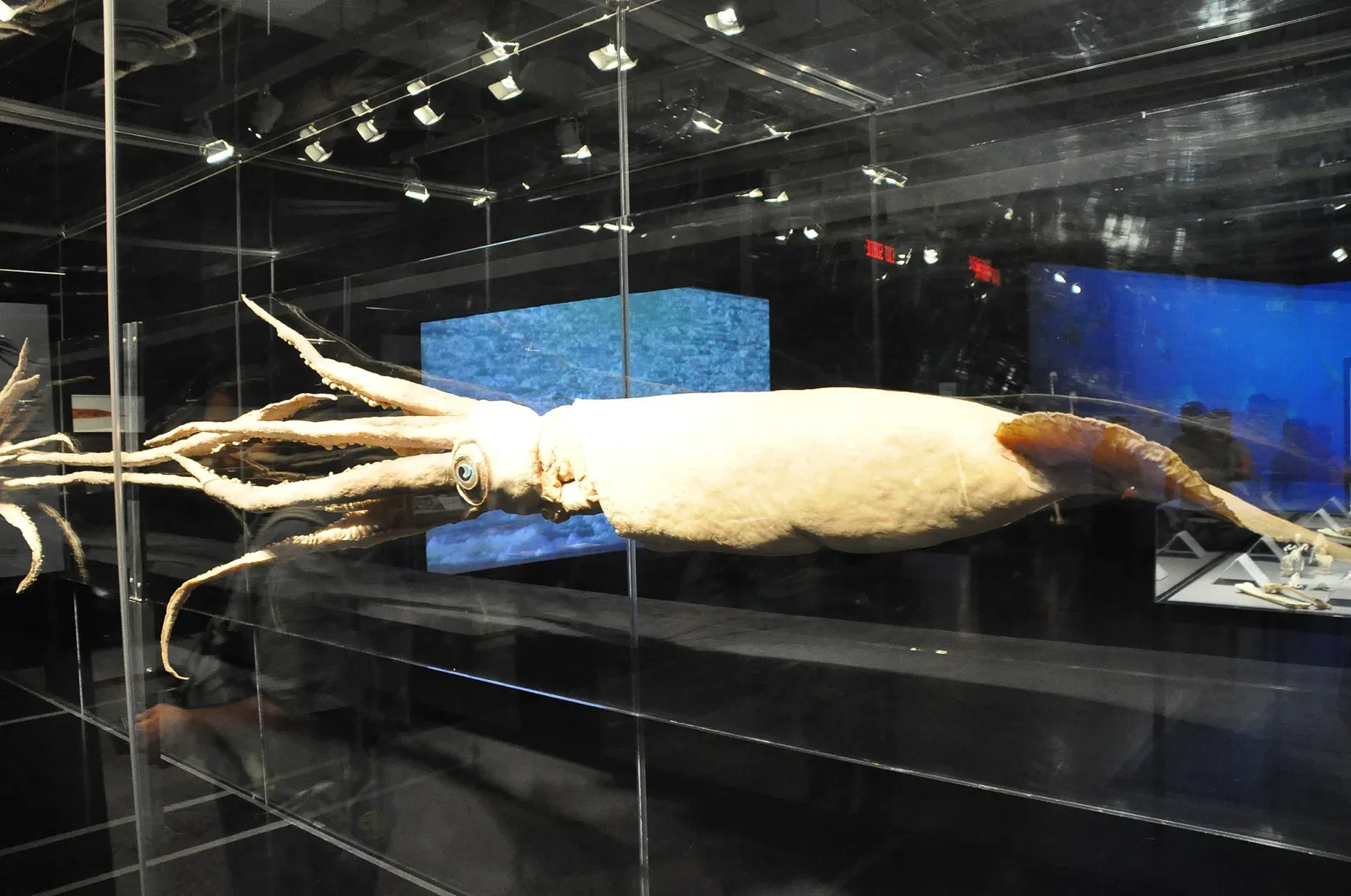 Canadian Museum of Nature