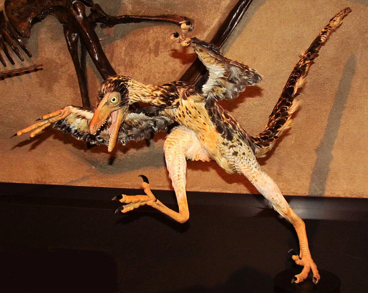 Canadian Museum of Nature