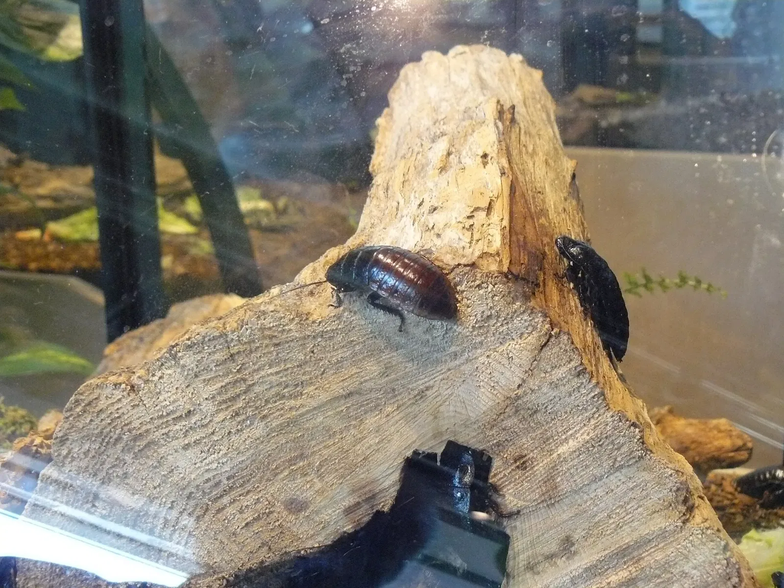 Canadian Museum of Nature