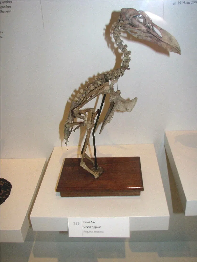 Canadian Museum of Nature