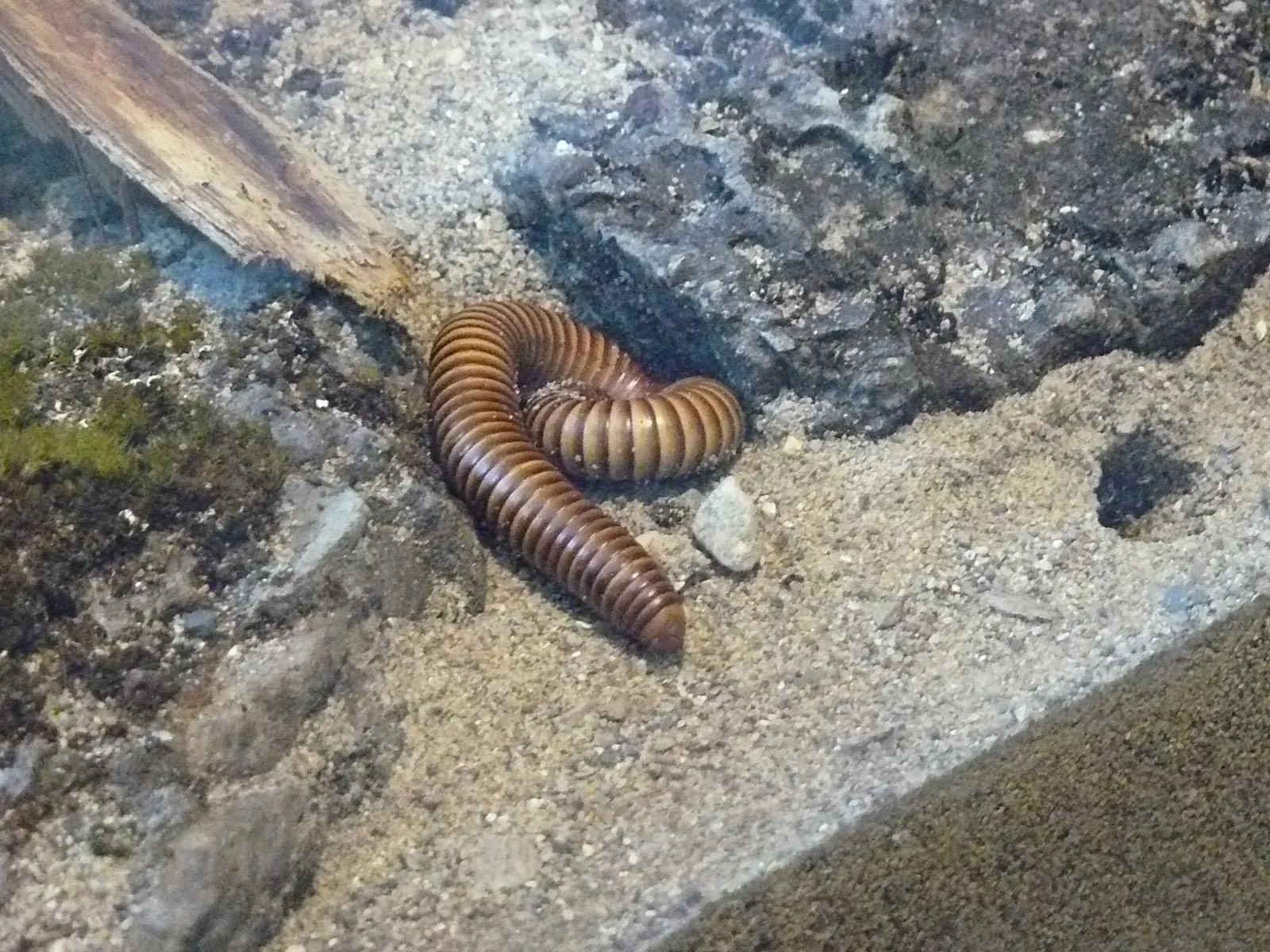 Canadian Museum of Nature