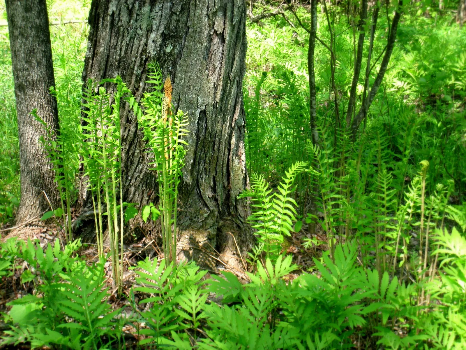 Fruitlands Museum - The Trustees of Reservations