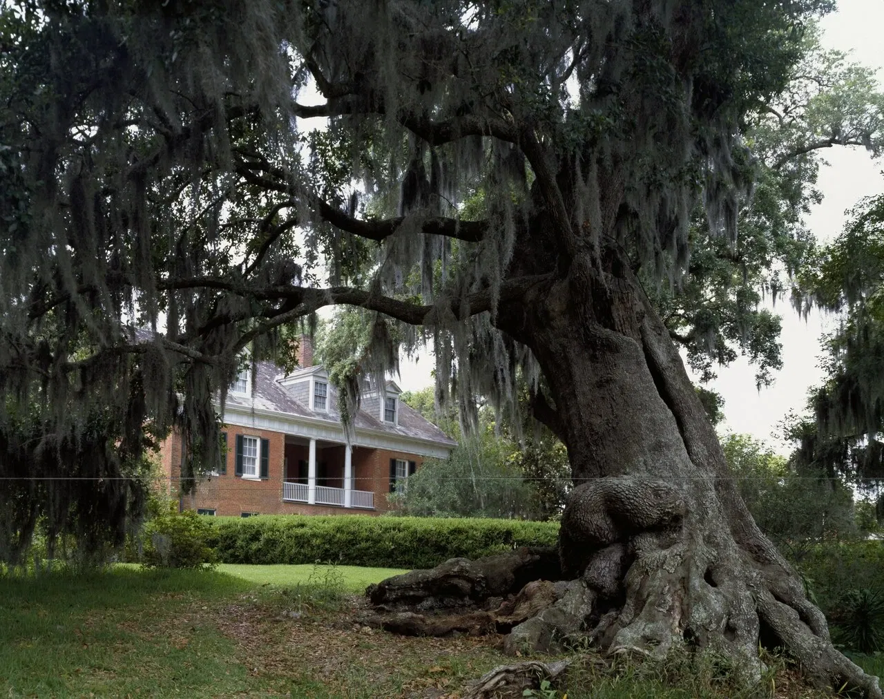 Shadows-on-the-Teche