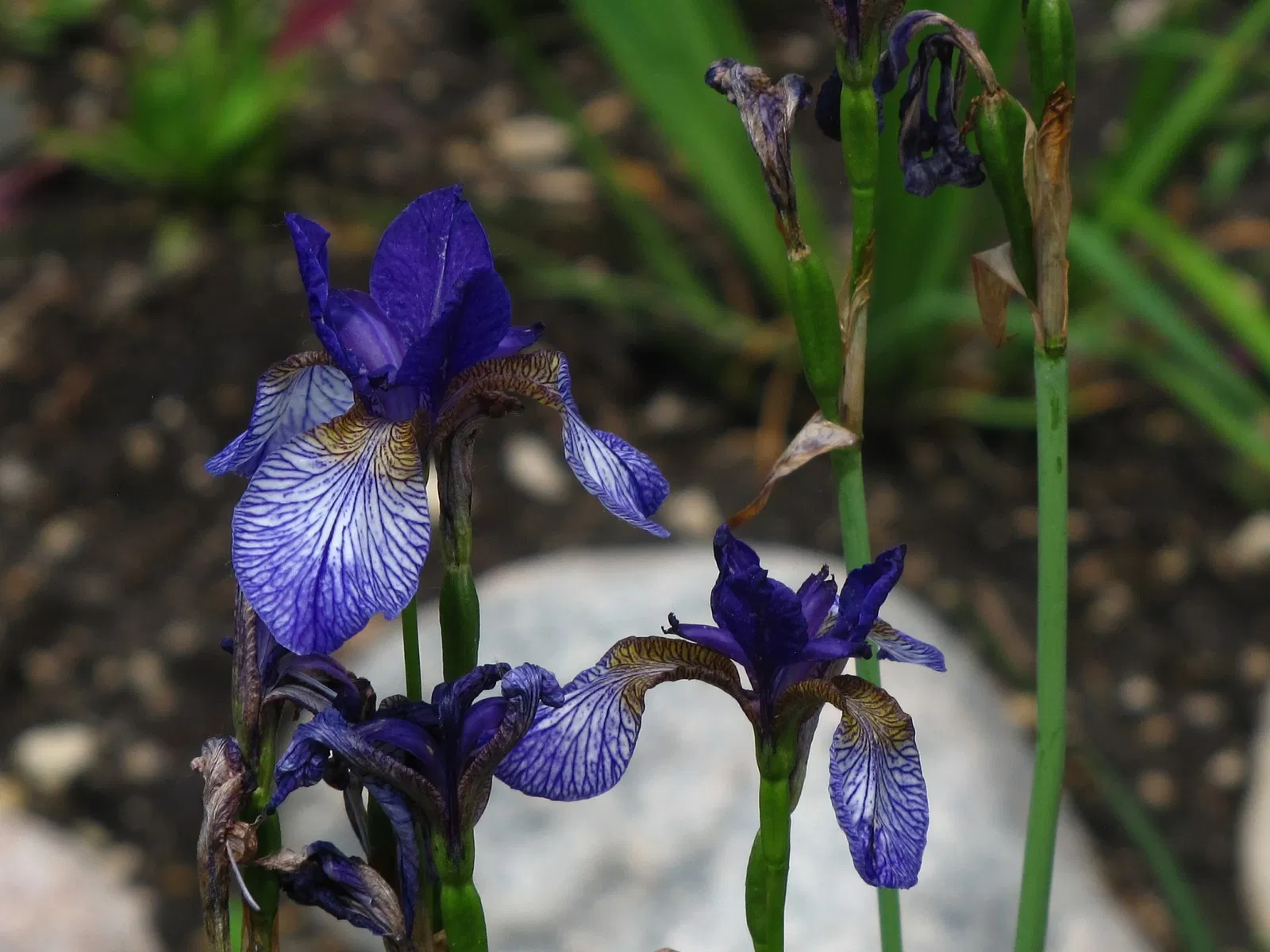 Assiniboine Park Zoo