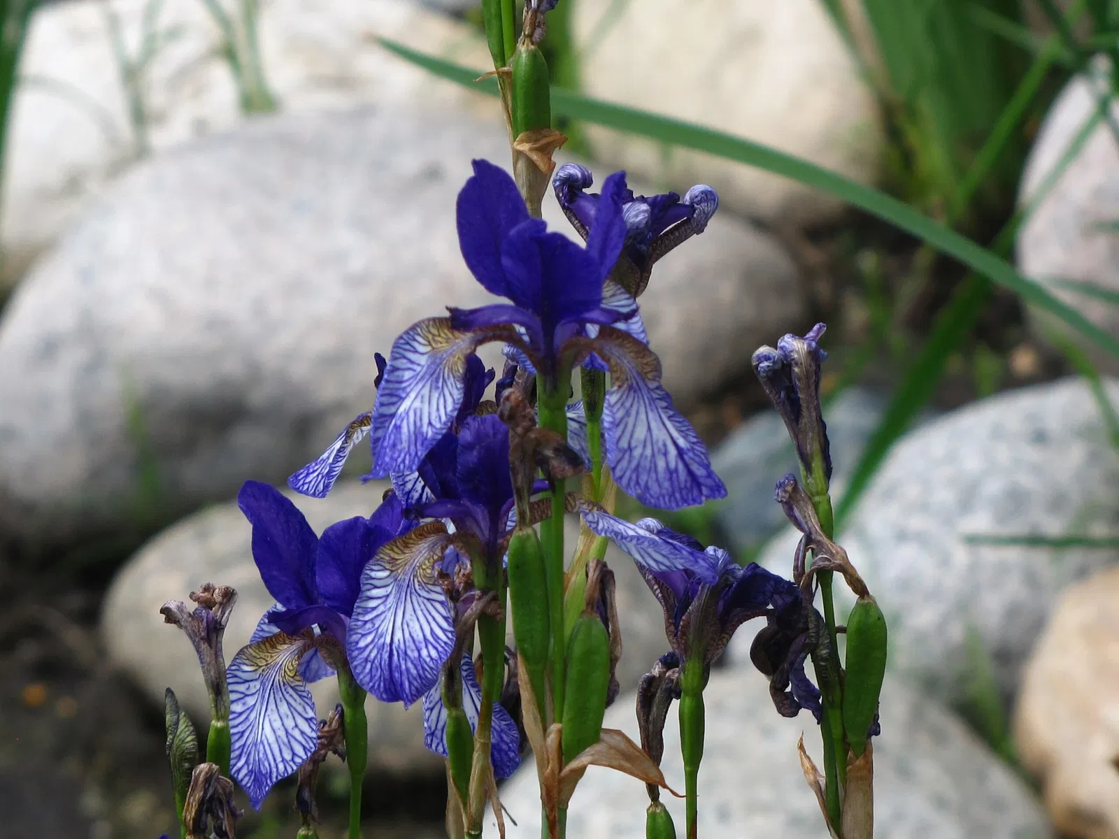 Assiniboine Park Zoo