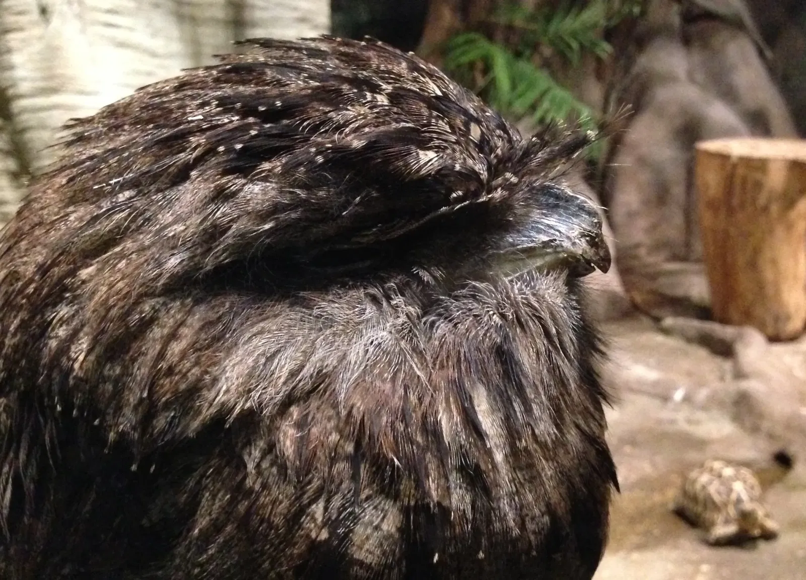 Assiniboine Park Zoo