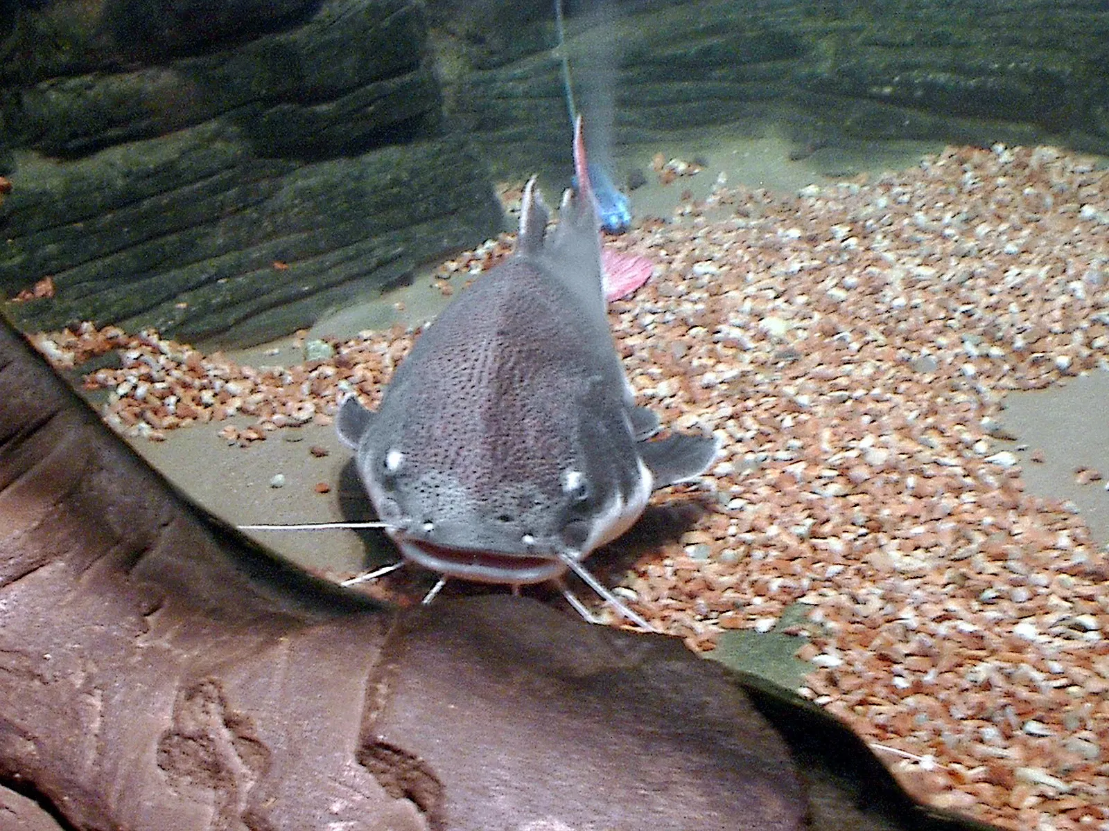 Assiniboine Park Zoo