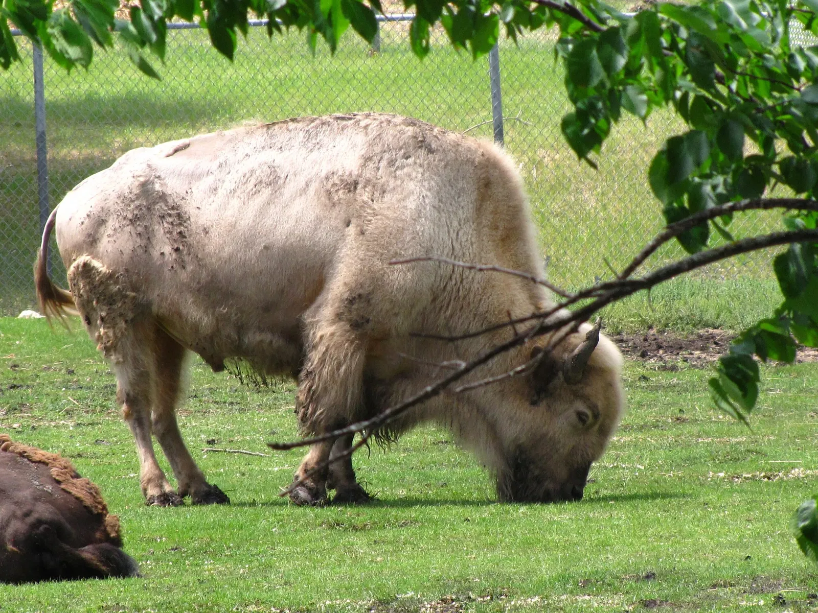 Assiniboine Park Zoo