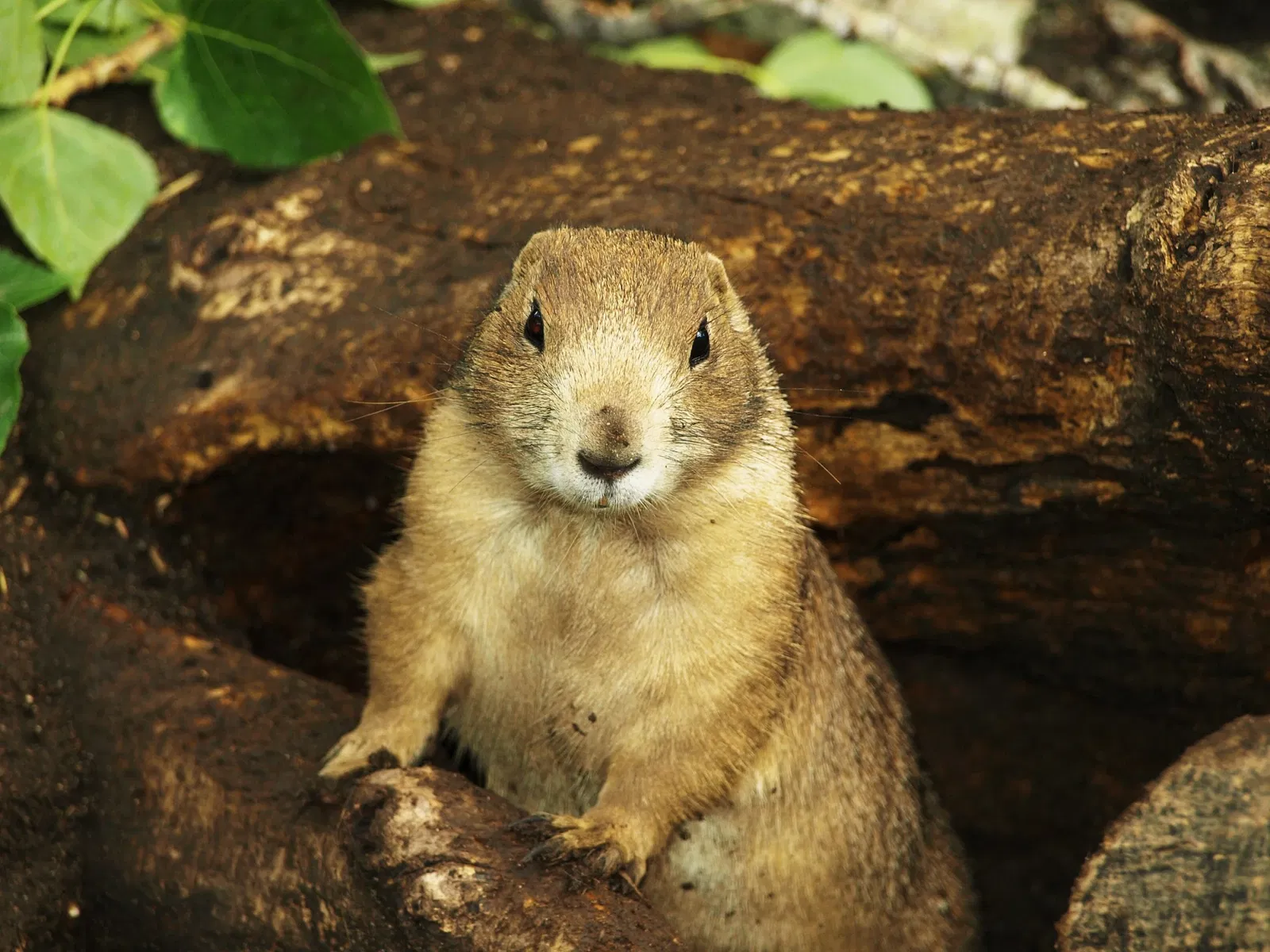 Assiniboine Park Zoo