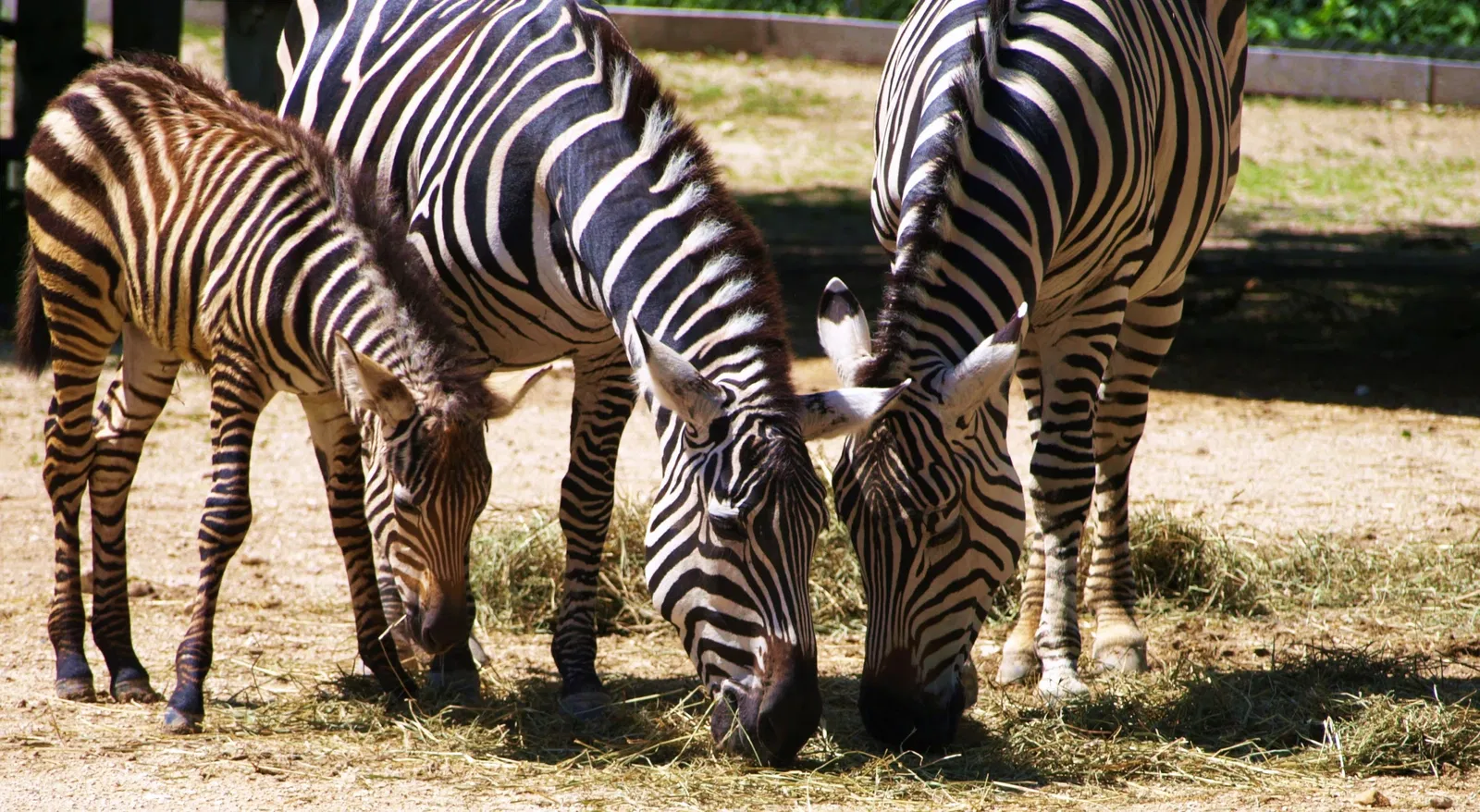 Assiniboine Park Zoo