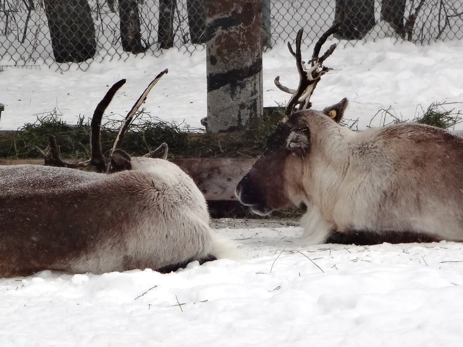 Assiniboine Park Zoo